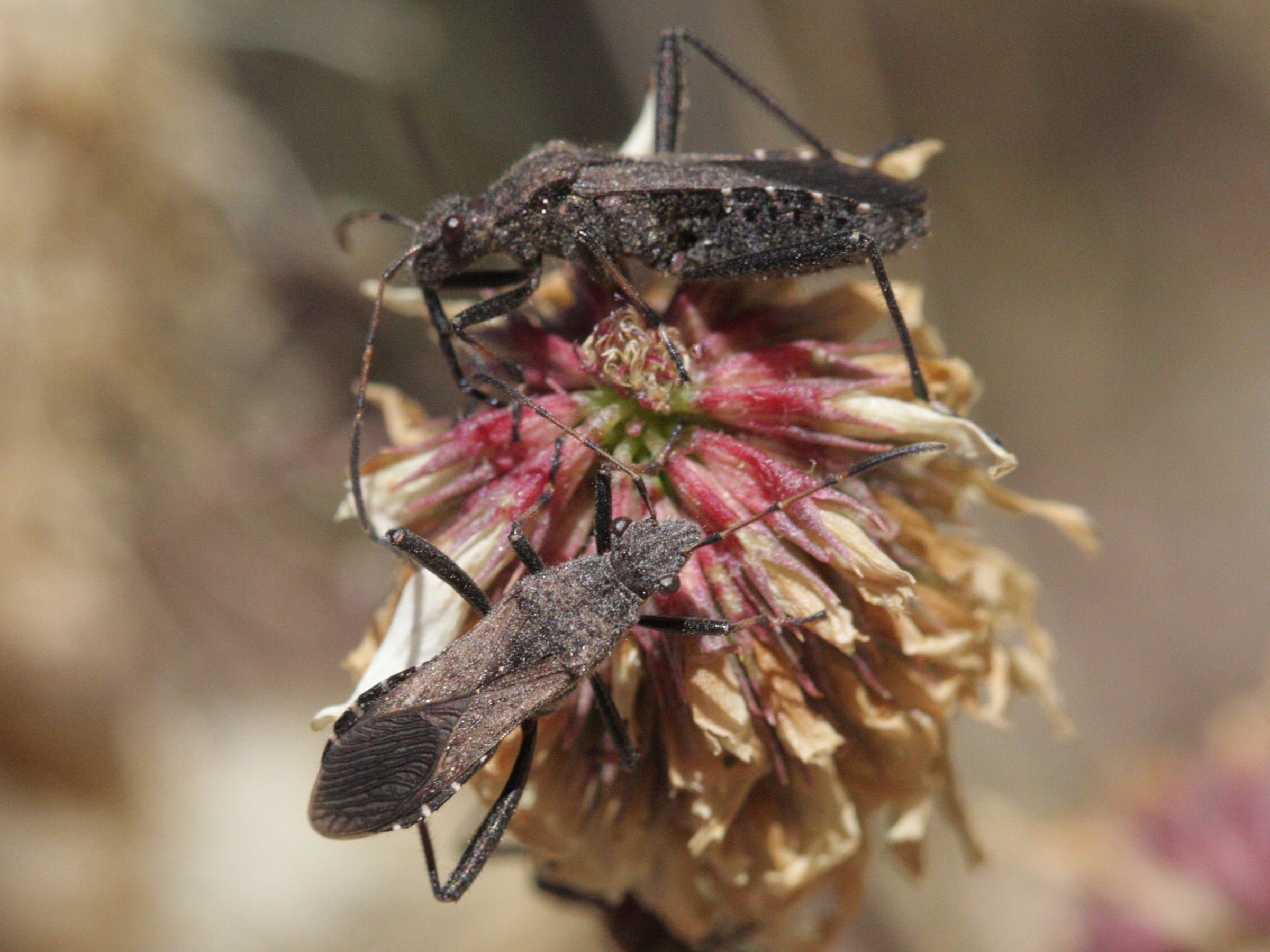 alydus_calcaratus1bd