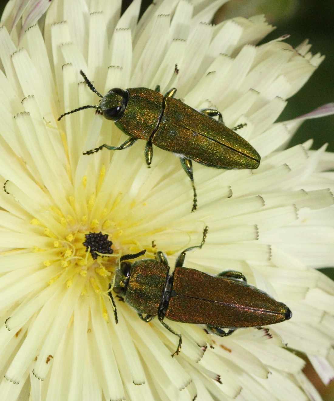 anthaxia_hungarica2md