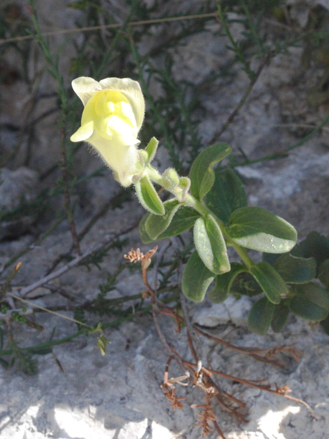Afficher le média antirrhinum_majus_latifolium4md antirrhinum_majus_latifolium4md