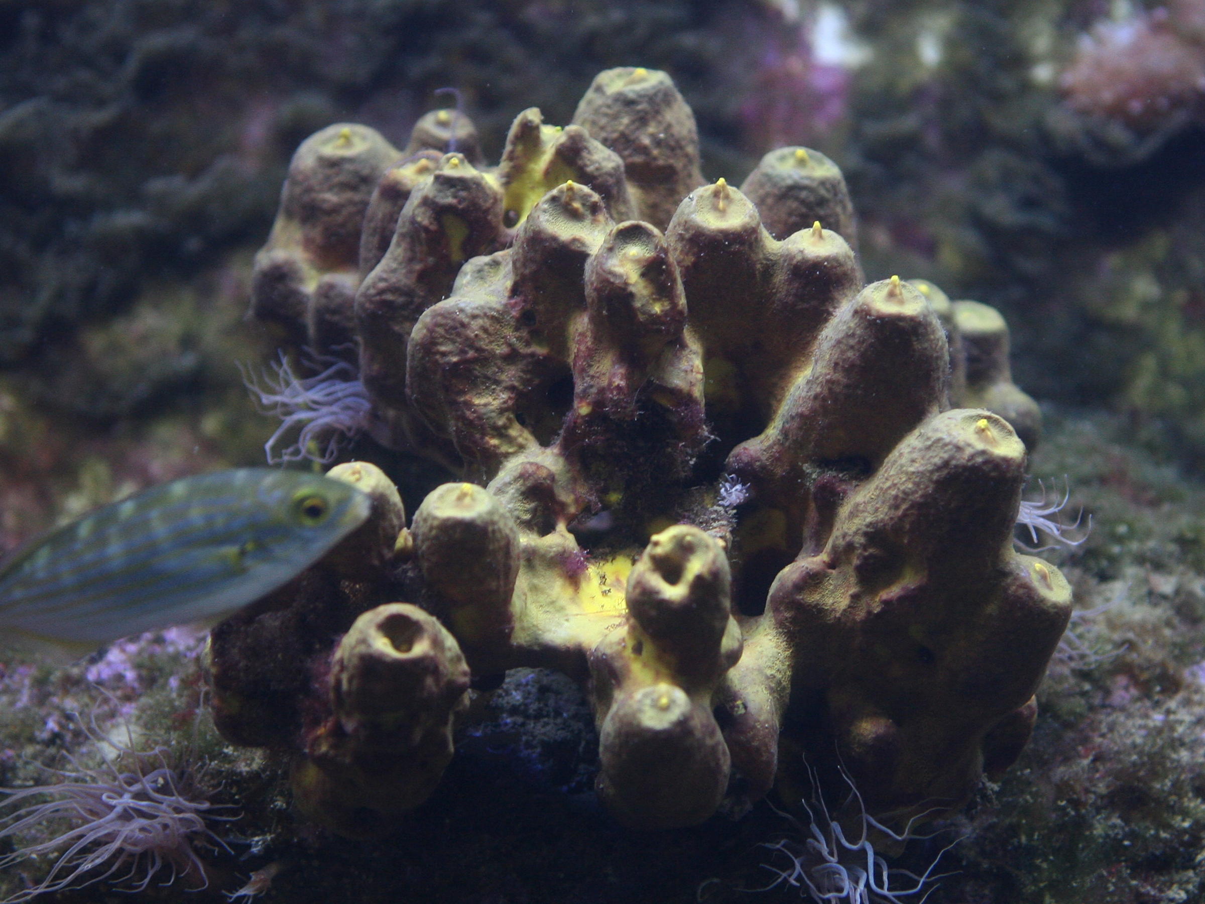 aplysina_aerophoba1md