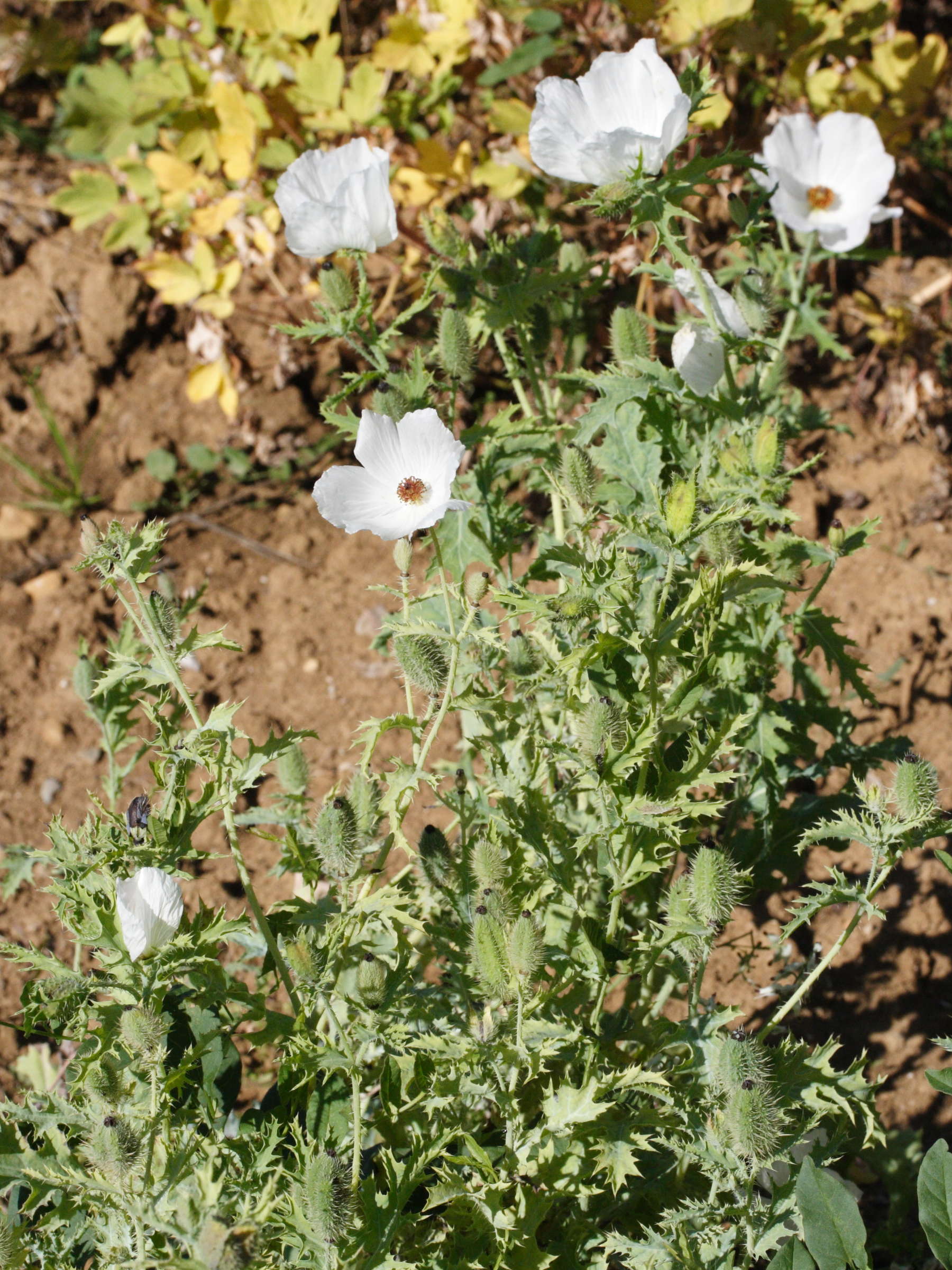 argemone_platyceras2md