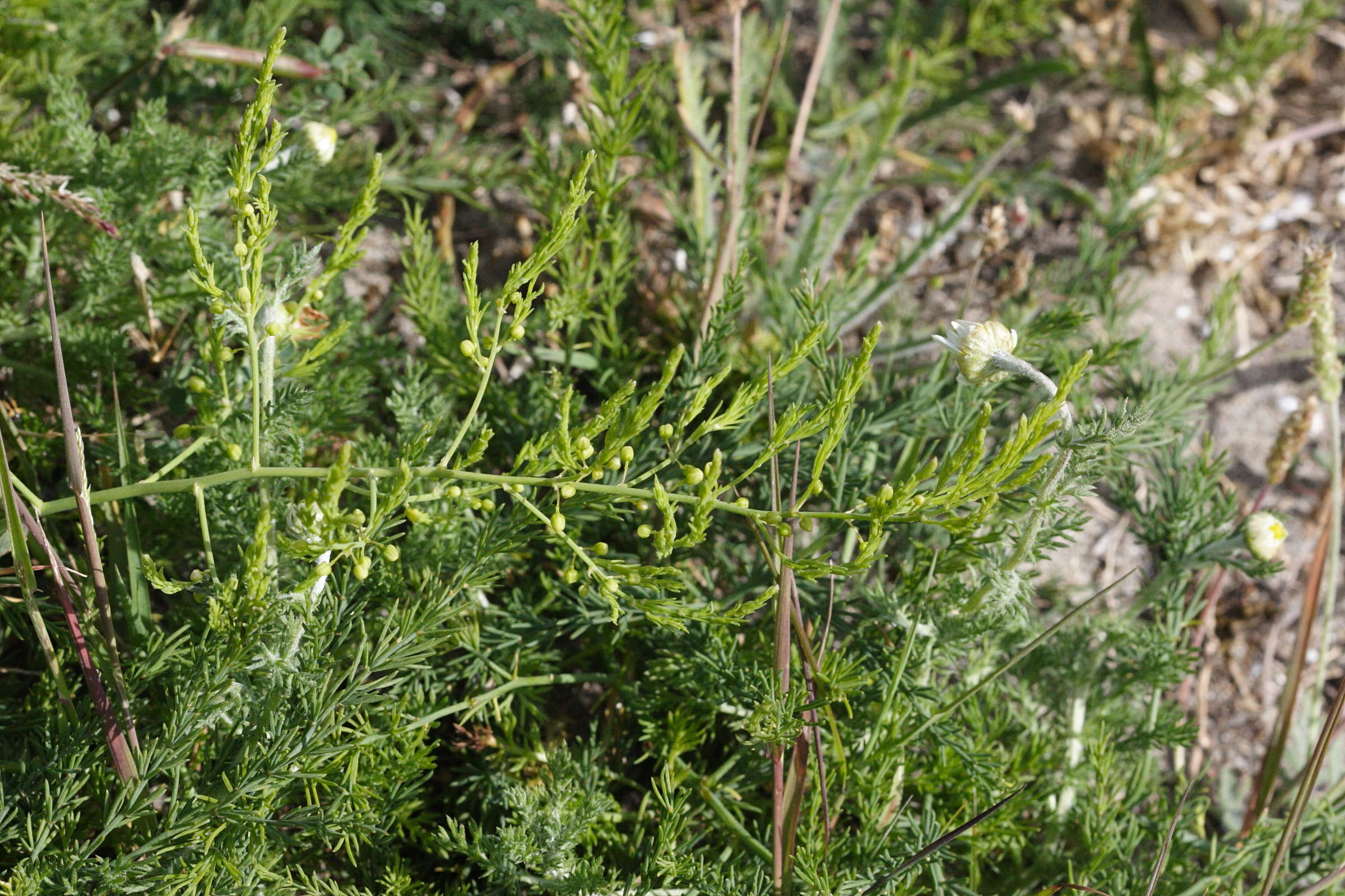 asparagus_officinalis_prostratus2md