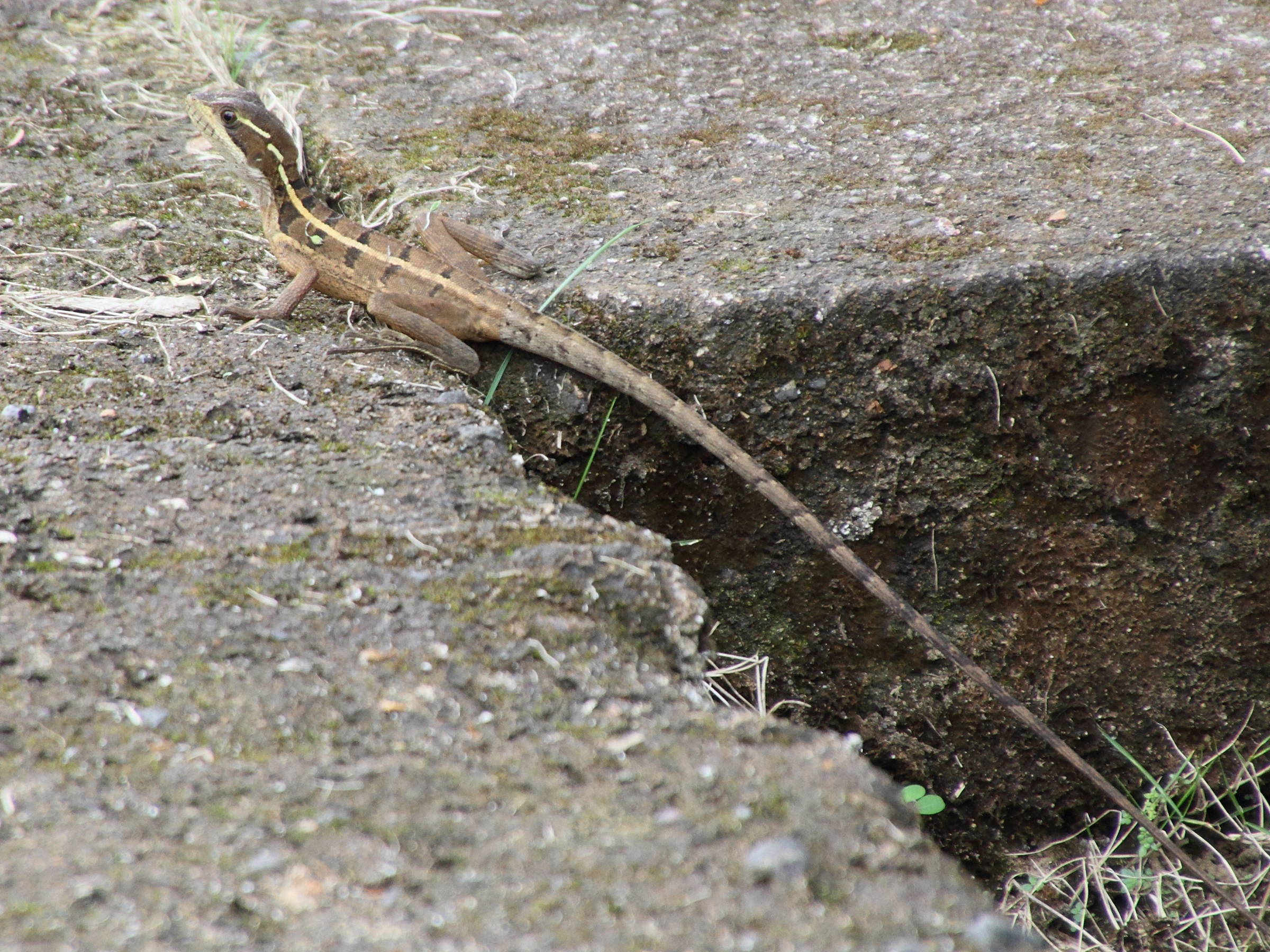 basiliscus_vittatus2md