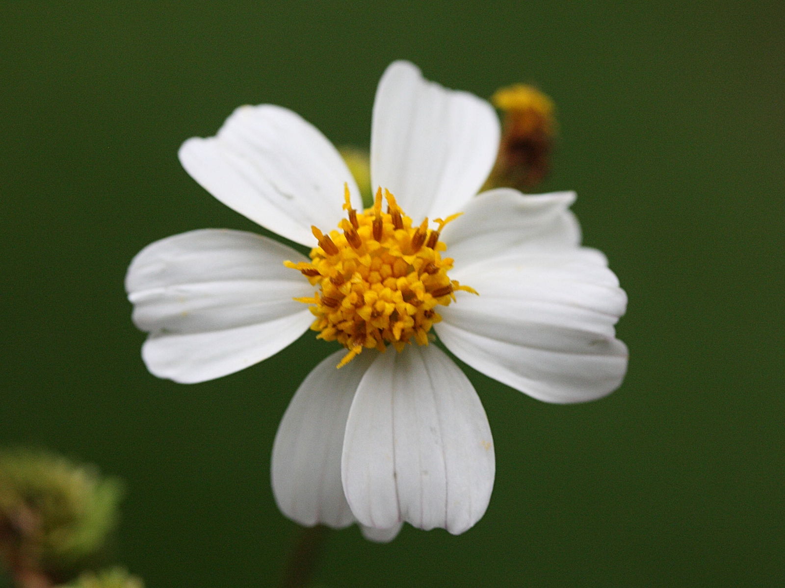 bidens_alba1md