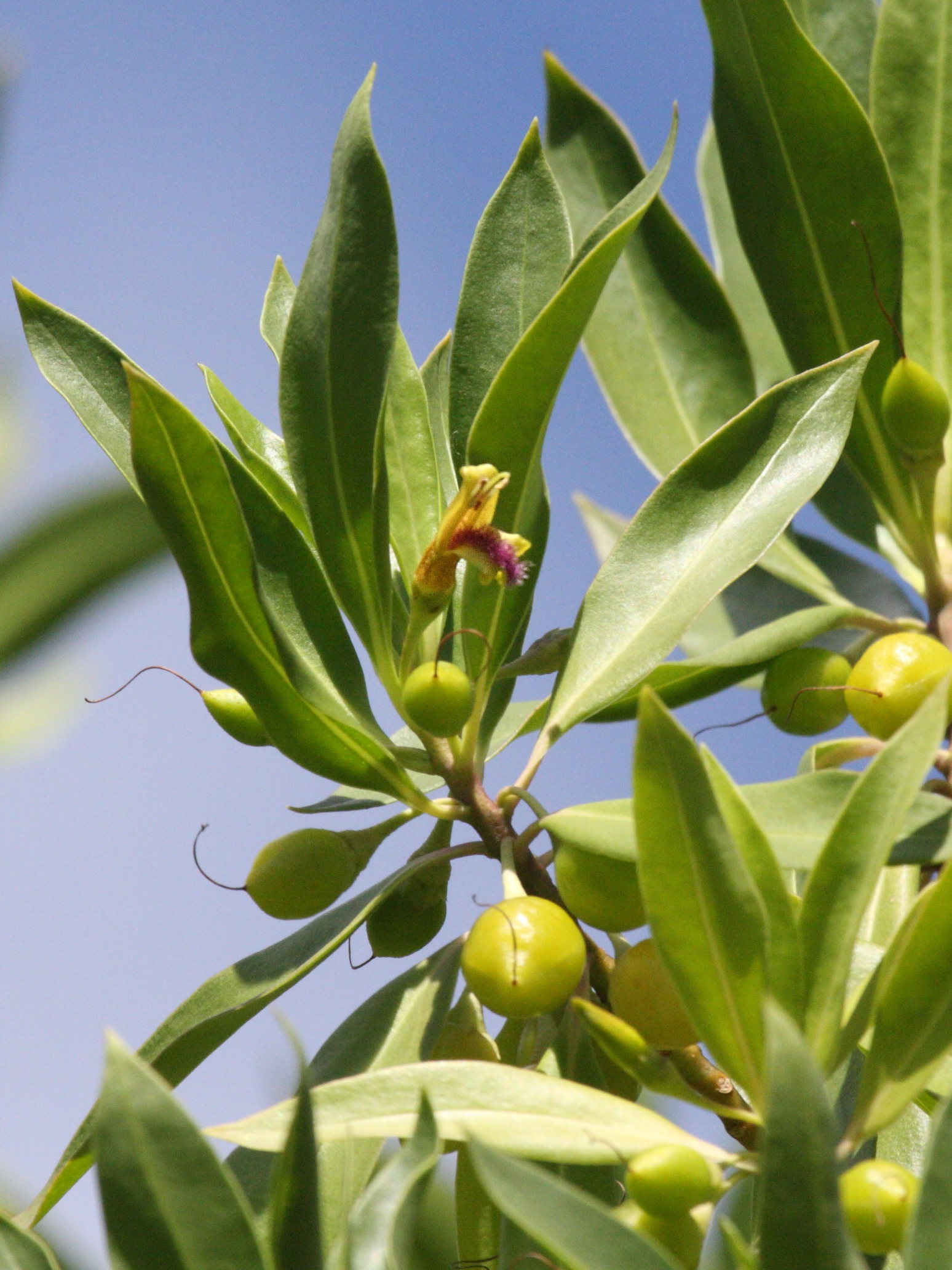bontia_daphnoides5bd