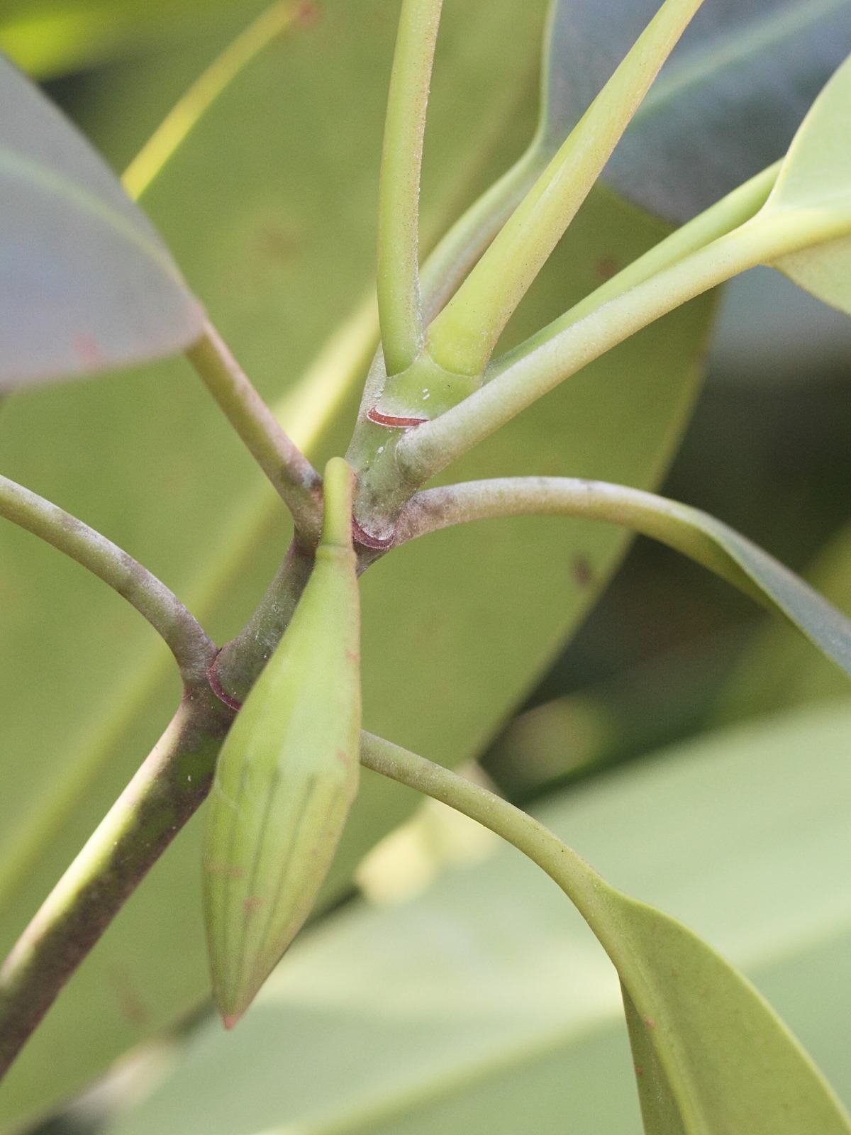 Afficher le média Bruguiera_gymnorhiza Bruguiera_gymnorhiza