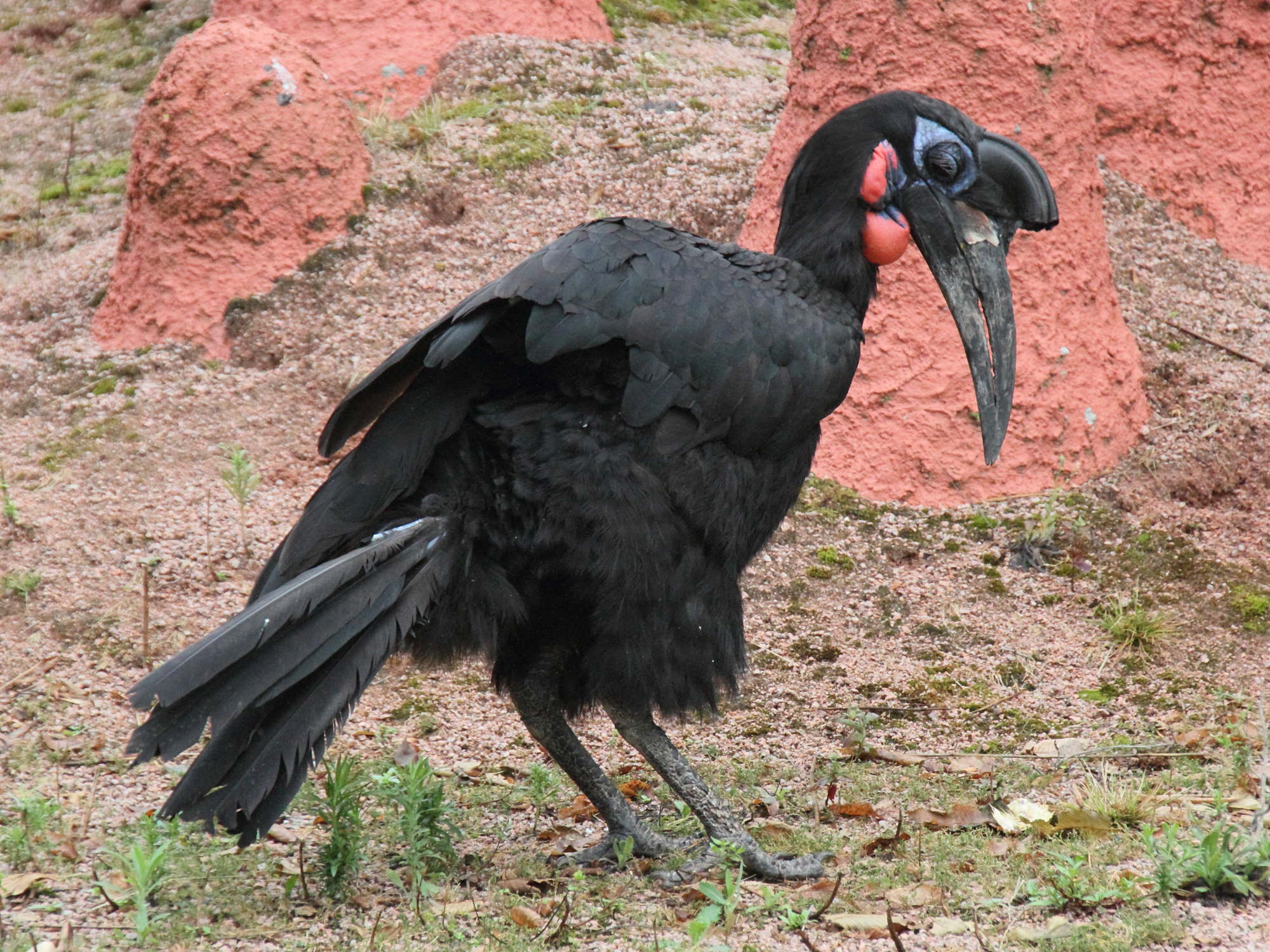 bucorve_d-abyssinie_-_bucorvus_abyssinicus2md