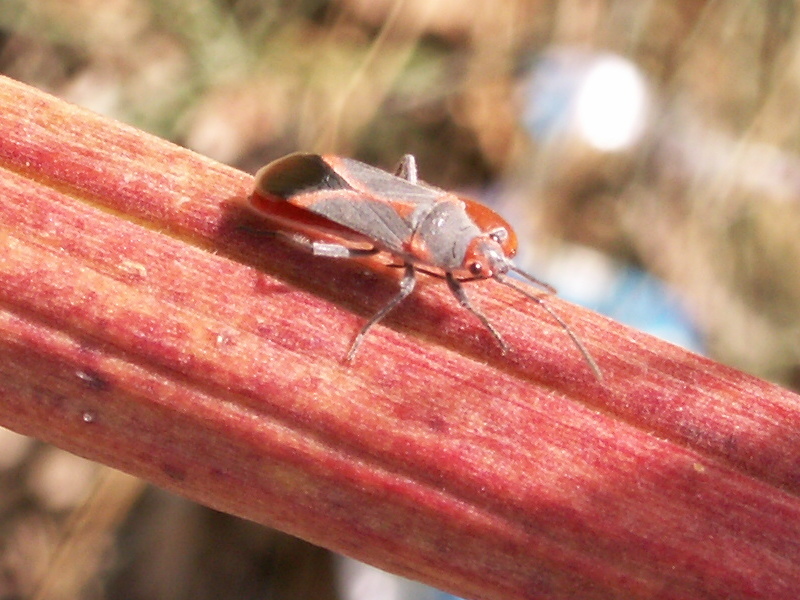 Afficher le média caenocoris_nerii2bd caenocoris_nerii2bd