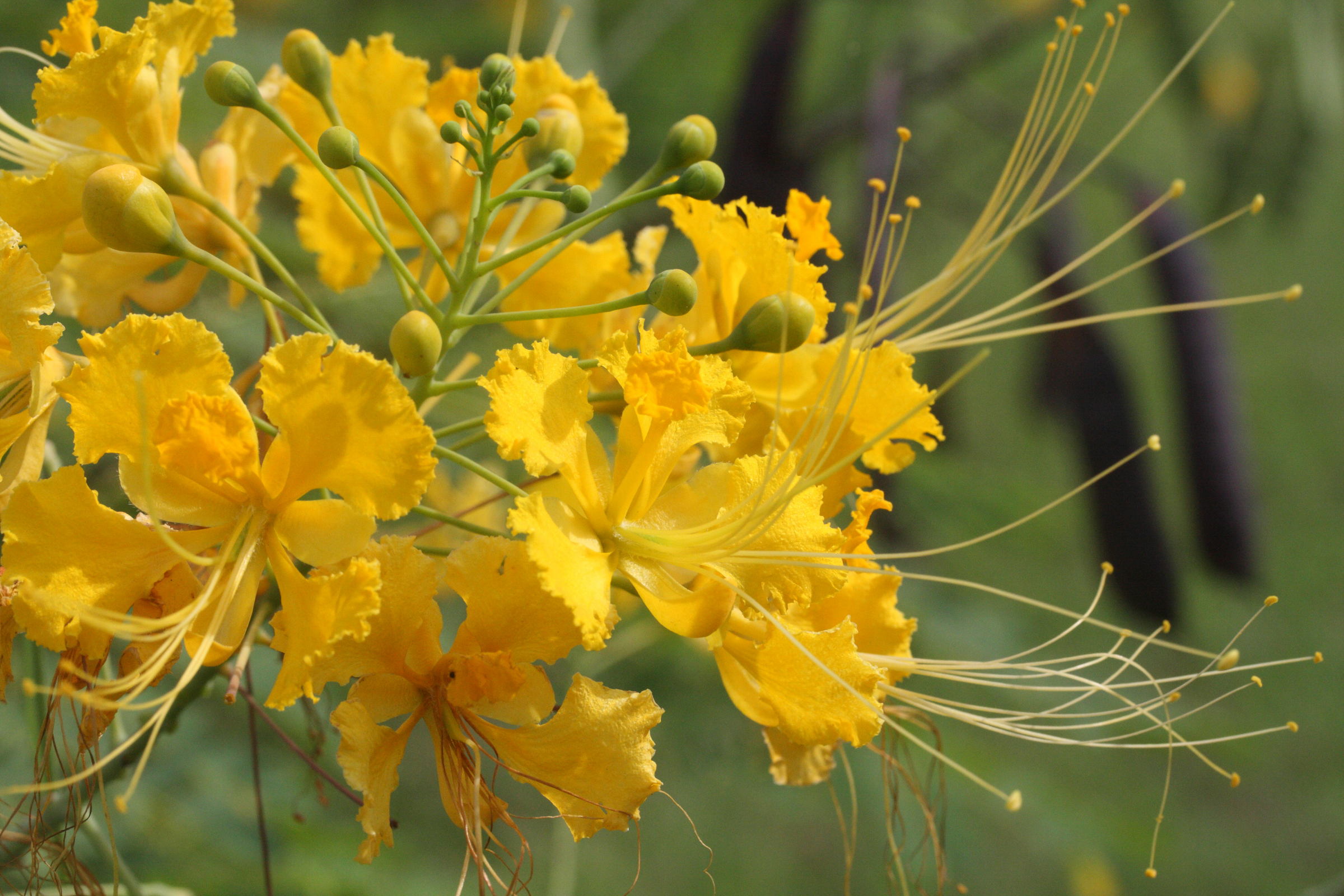 caesalpinia_pulcherrima2md
