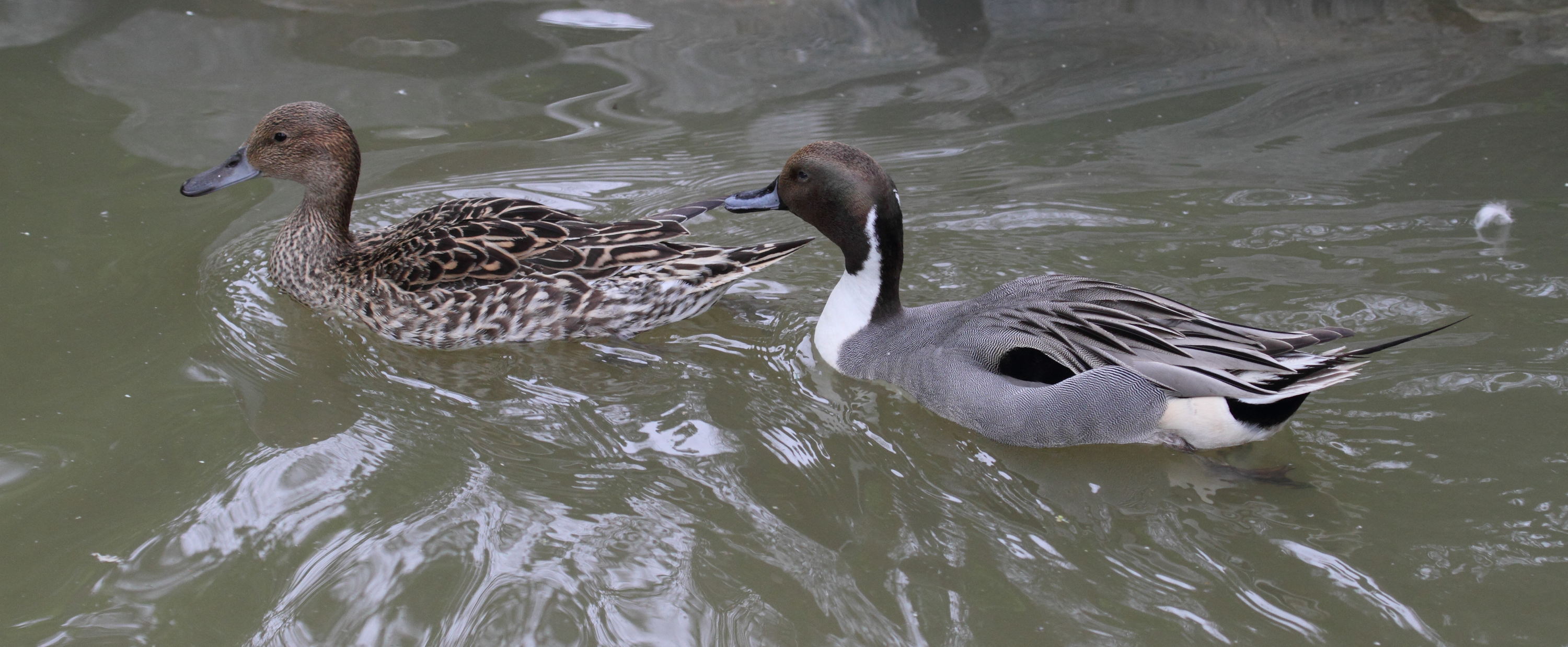 canard_pilet_-_anas_acuta2bd