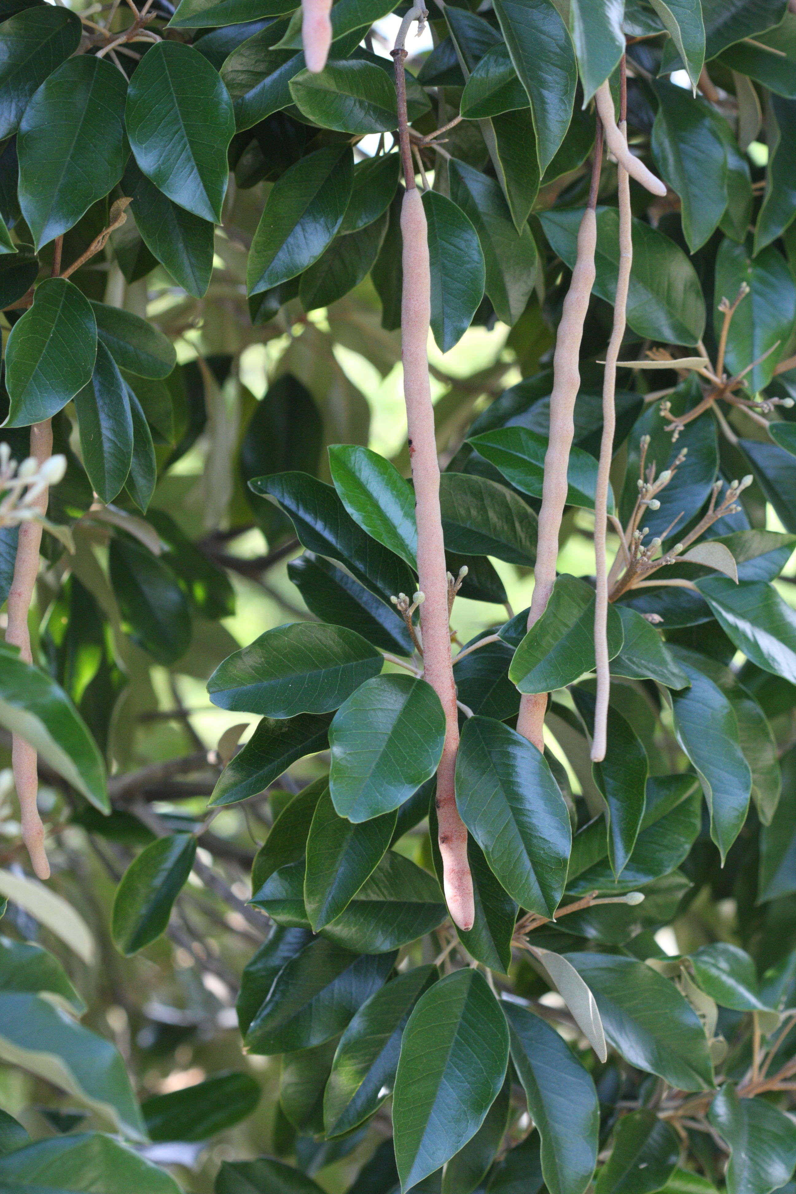 Afficher le média capparis_cynophallophora2md capparis_cynophallophora2md