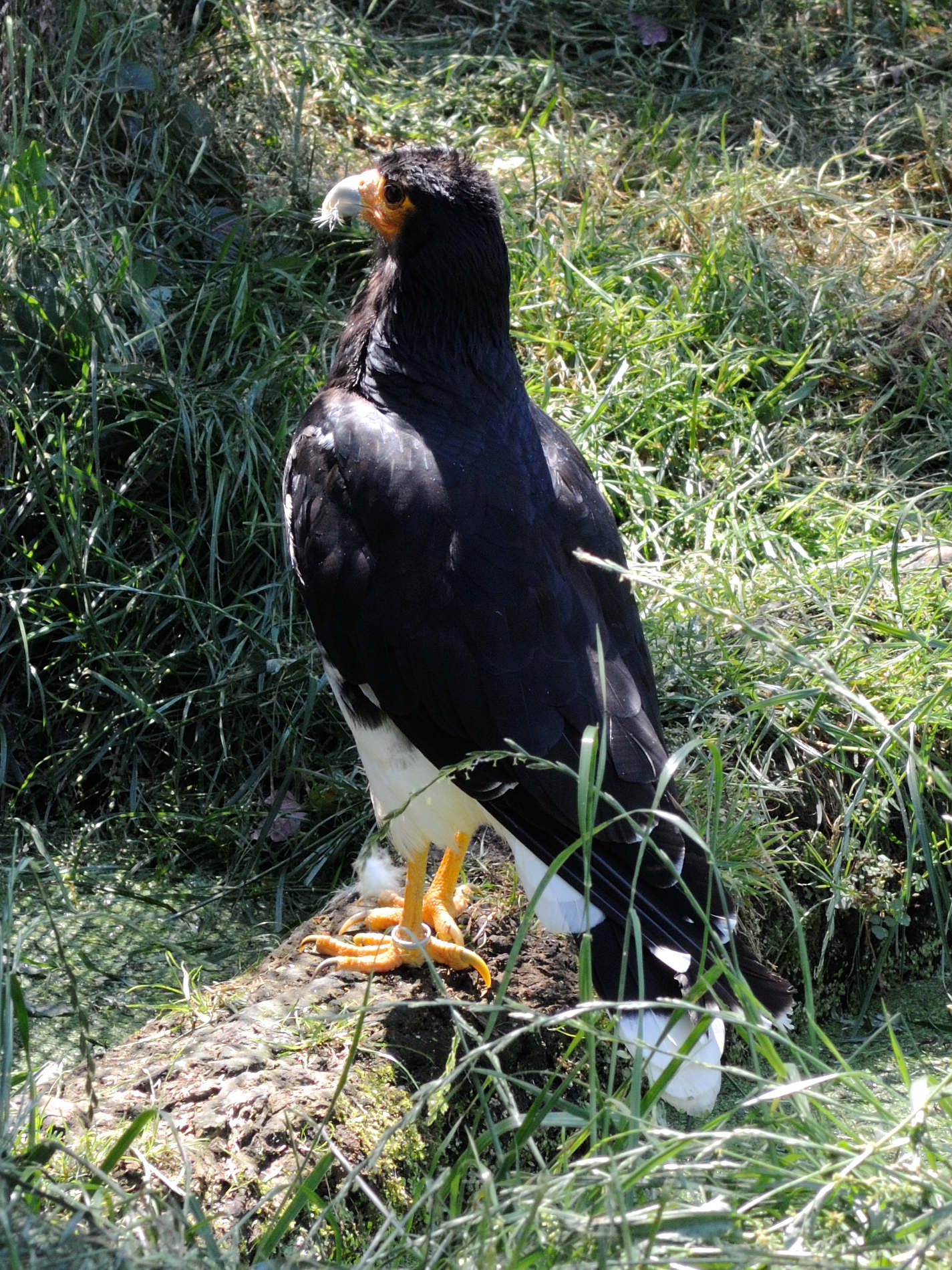 Afficher le média caracara_montagnard_-_phalcoboenus_megalopterus1md caracara_montagnard_-_phalcoboenus_megalopterus1md