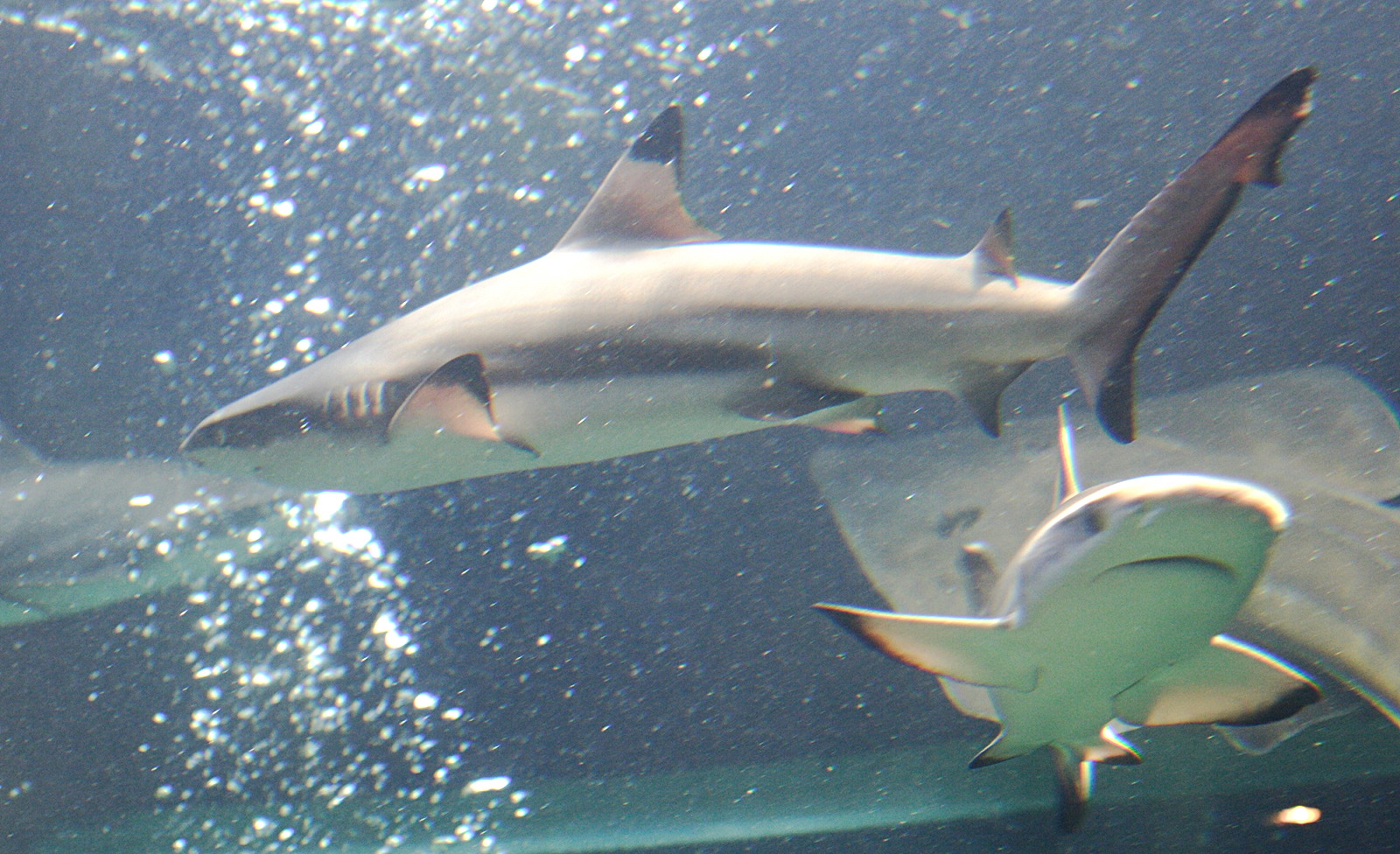 Afficher le média carcharhinus_melanopterus3md carcharhinus_melanopterus3md