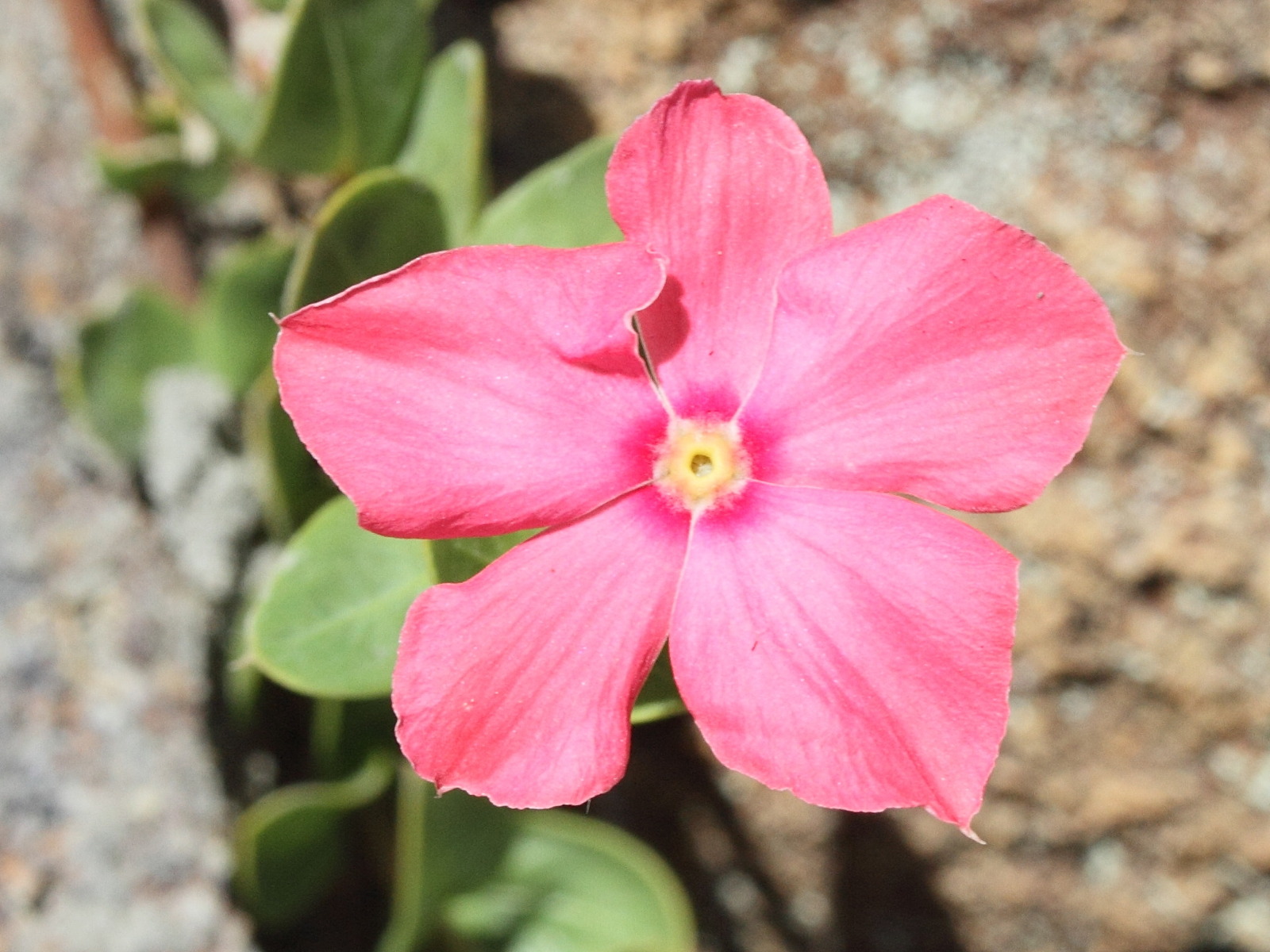 catharanthus_ovalis2md