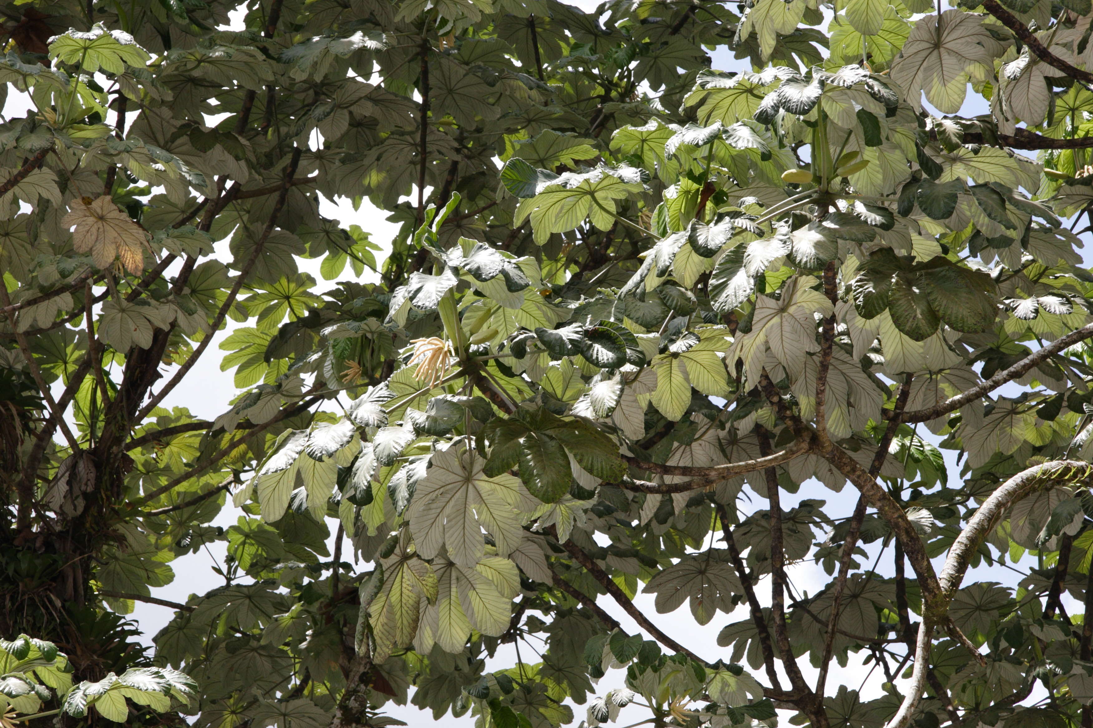 Afficher le média cecropia_schreberiana2md cecropia_schreberiana2md