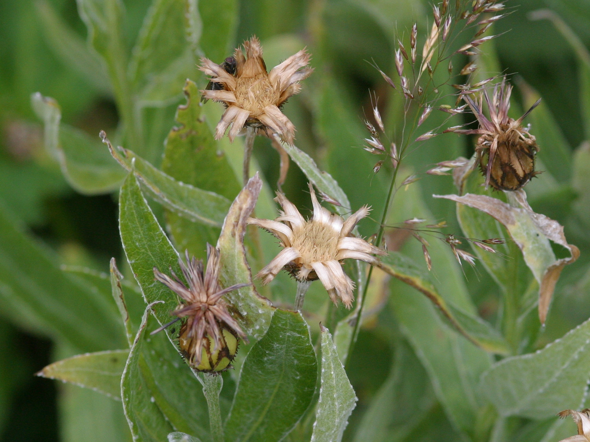 Afficher le média centaurea_montana6bd centaurea_montana6bd