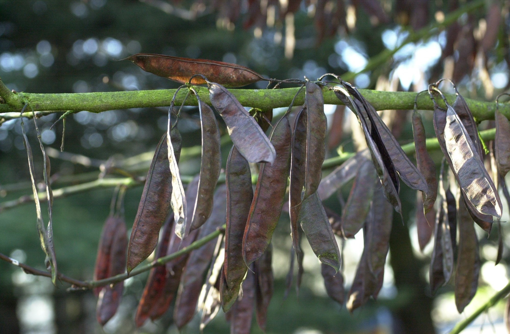 Afficher le média cercis_siliquastrum5md cercis_siliquastrum5md