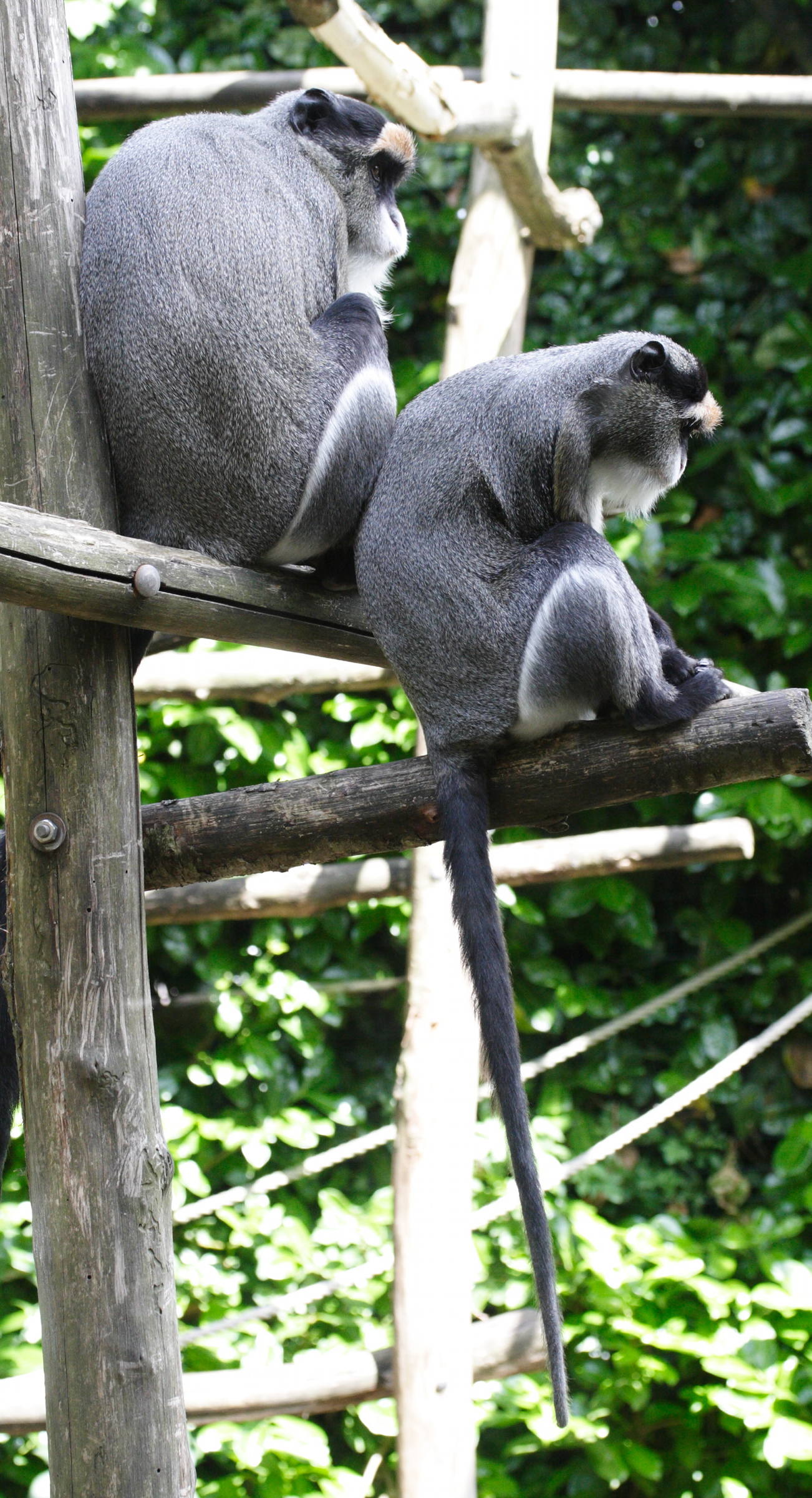 cercopithecus_neglectus3md