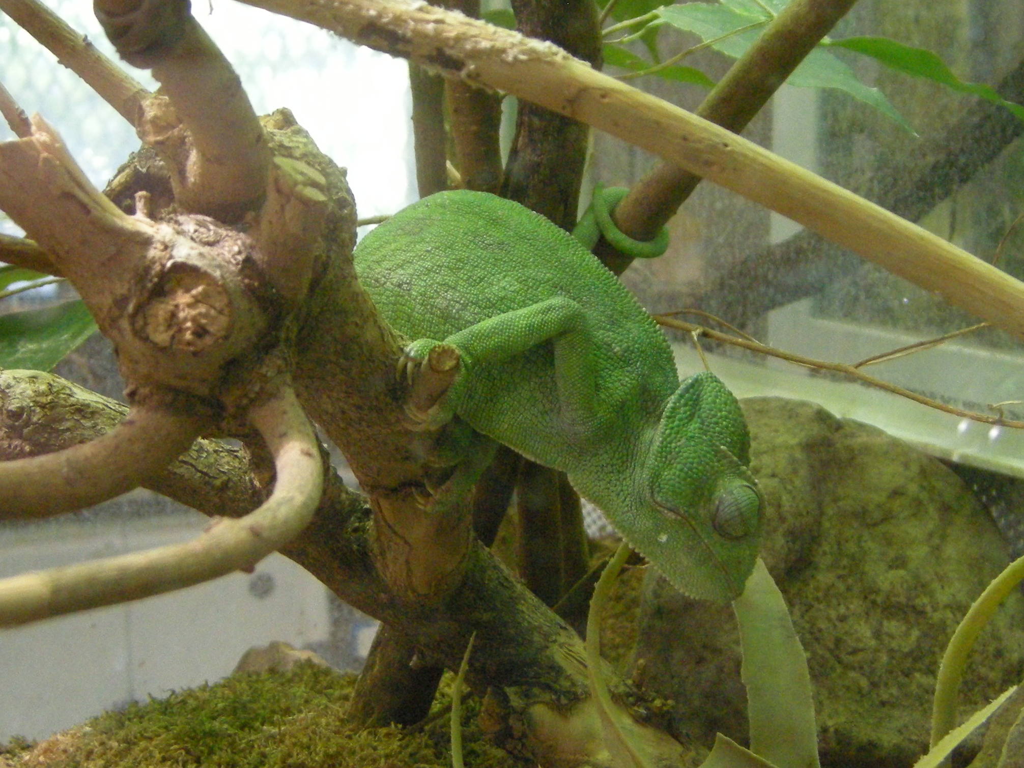 chamaeleo_chamaeleon1md