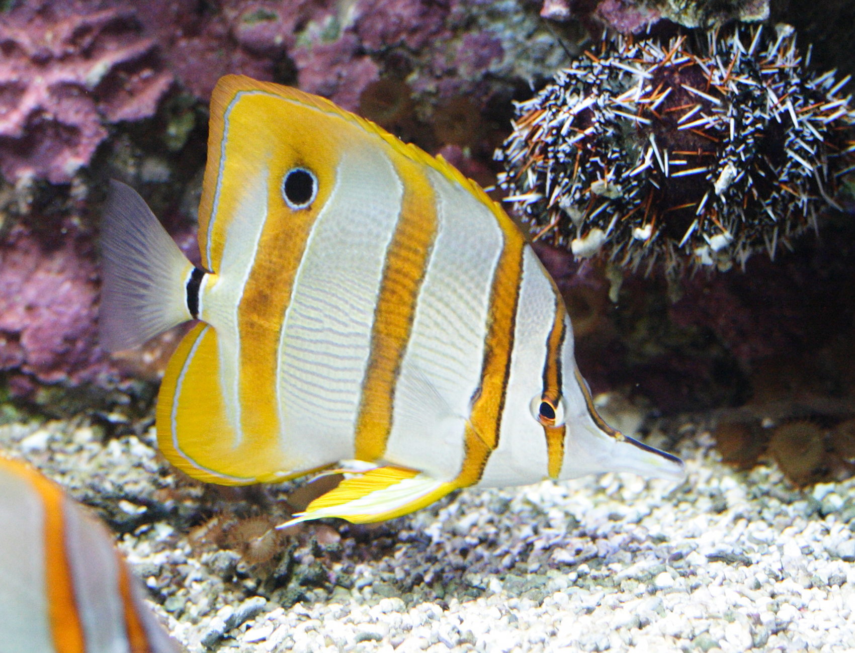 chelmon_rostratus2md