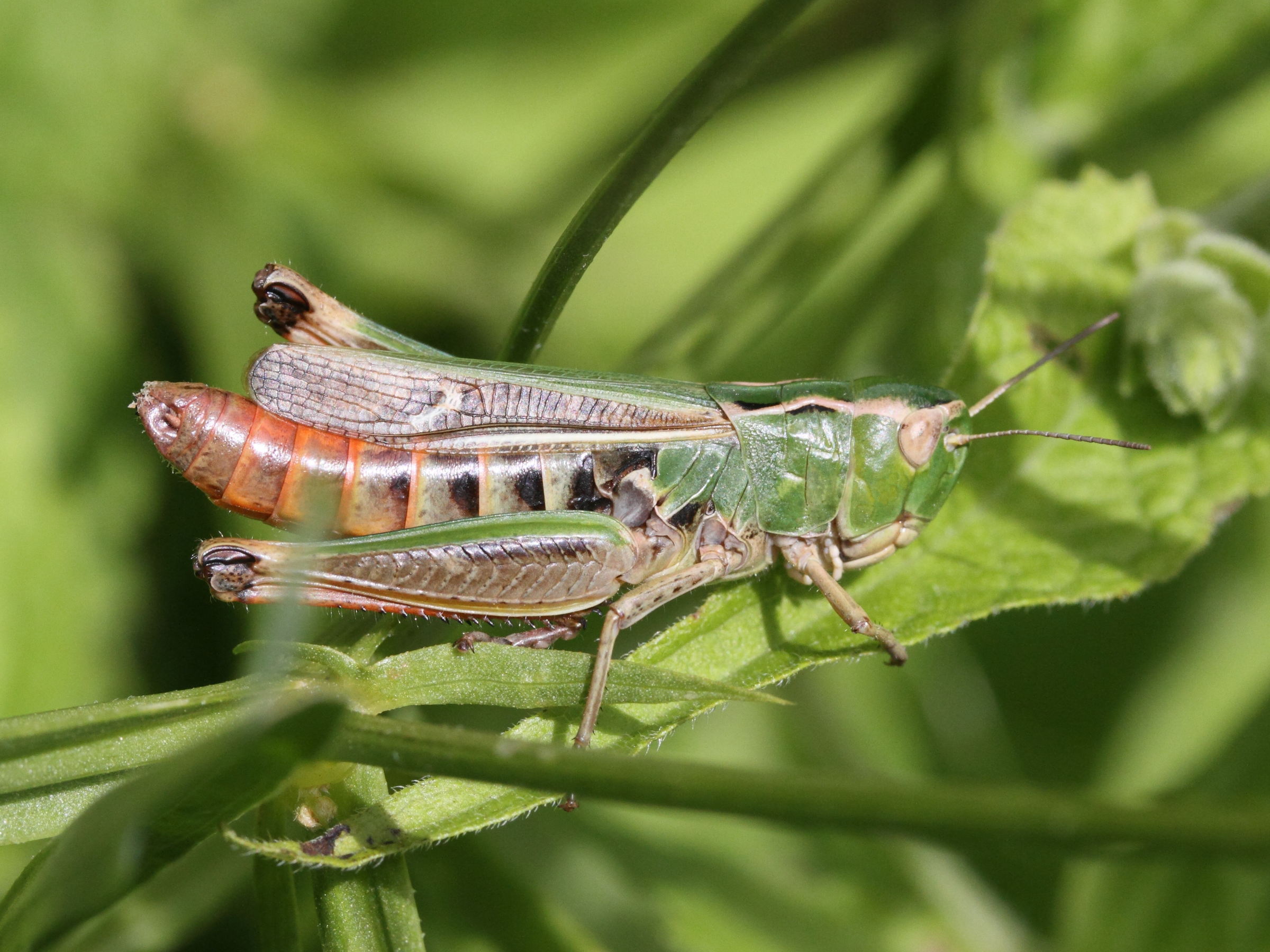 chorthippus_vagans3md