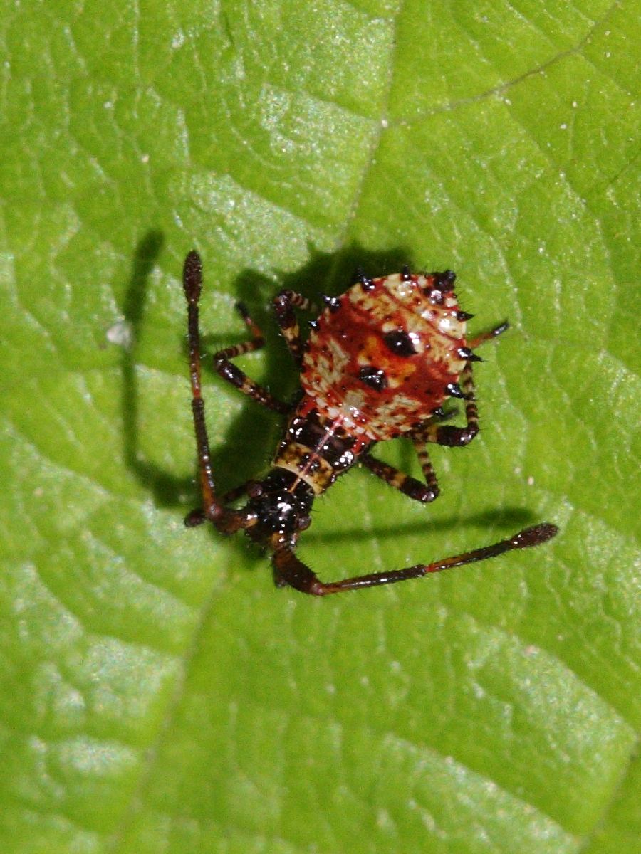 coreus_marginatus_juv1bd