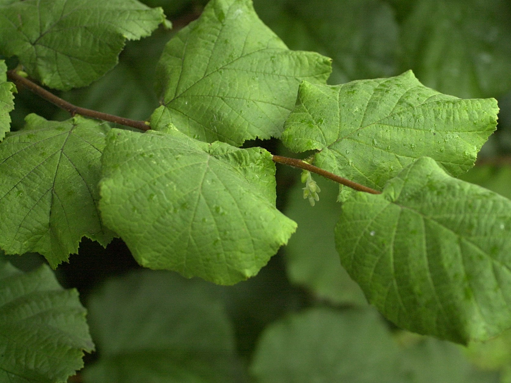 Afficher le média corylus_avellana2md corylus_avellana2md