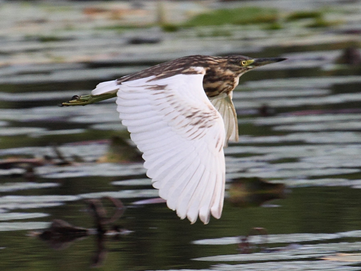 crabier_blanc_-_ardeola_idae4bd