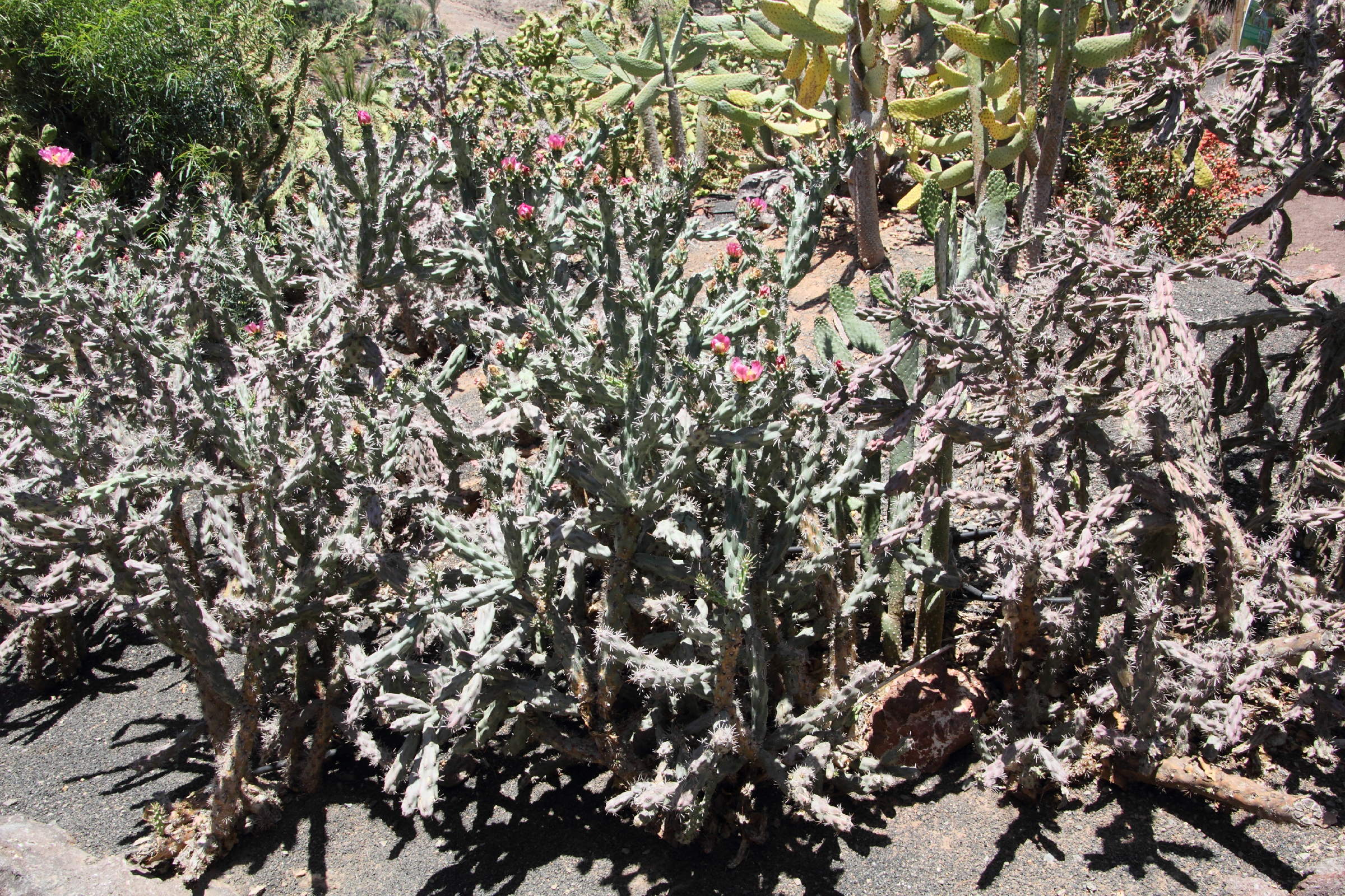 Afficher le média cylindropuntia_imbricata1md cylindropuntia_imbricata1md