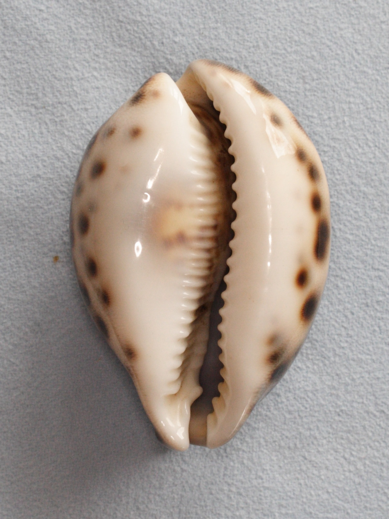 cypraea_tigris4md