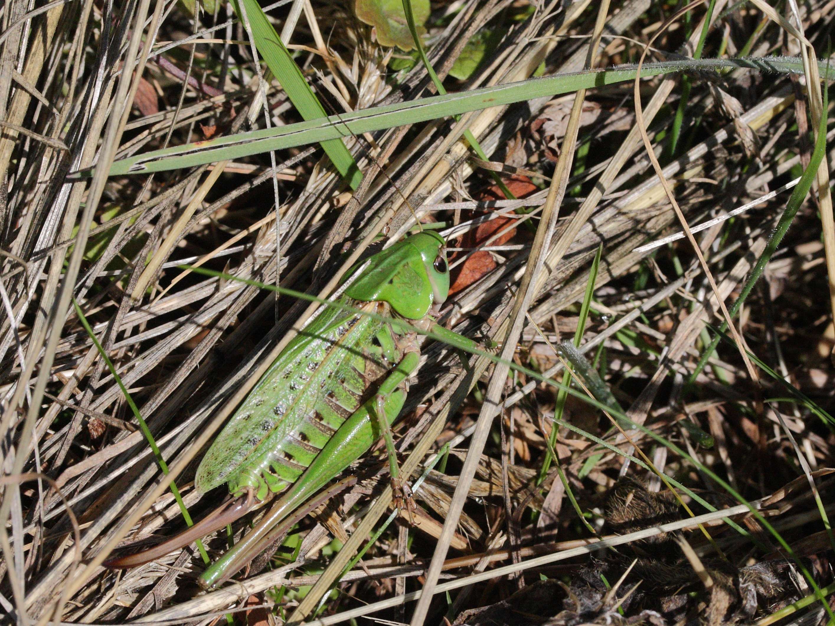 decticus_verrucivorus4md