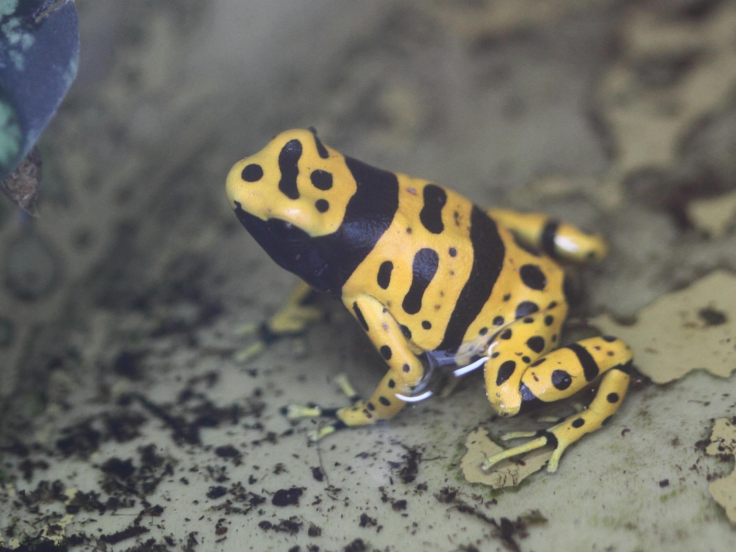 dendrobates_leucomelas1bd