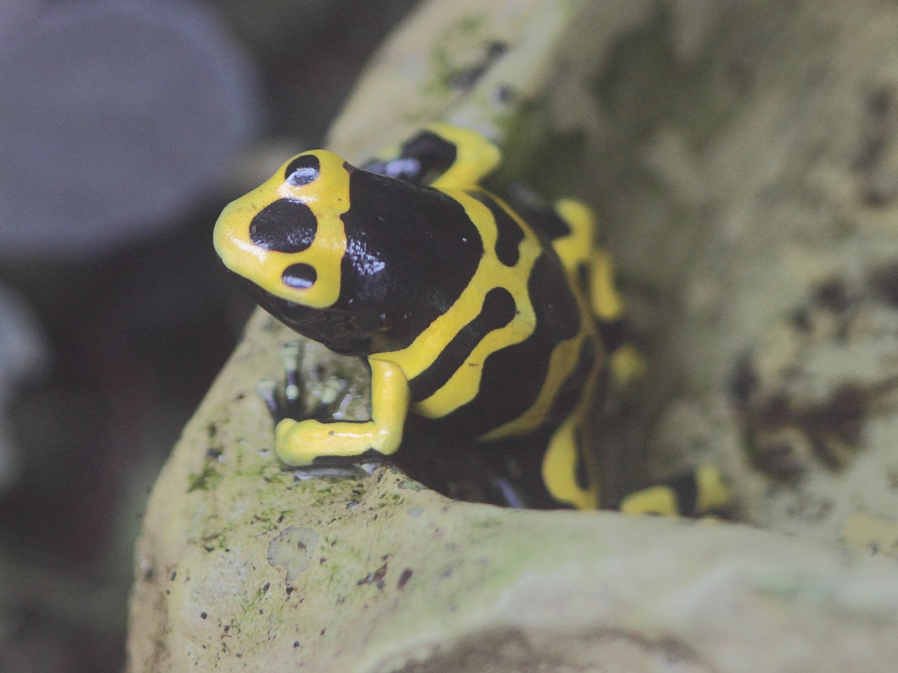 dendrobates_leucomelas2bd