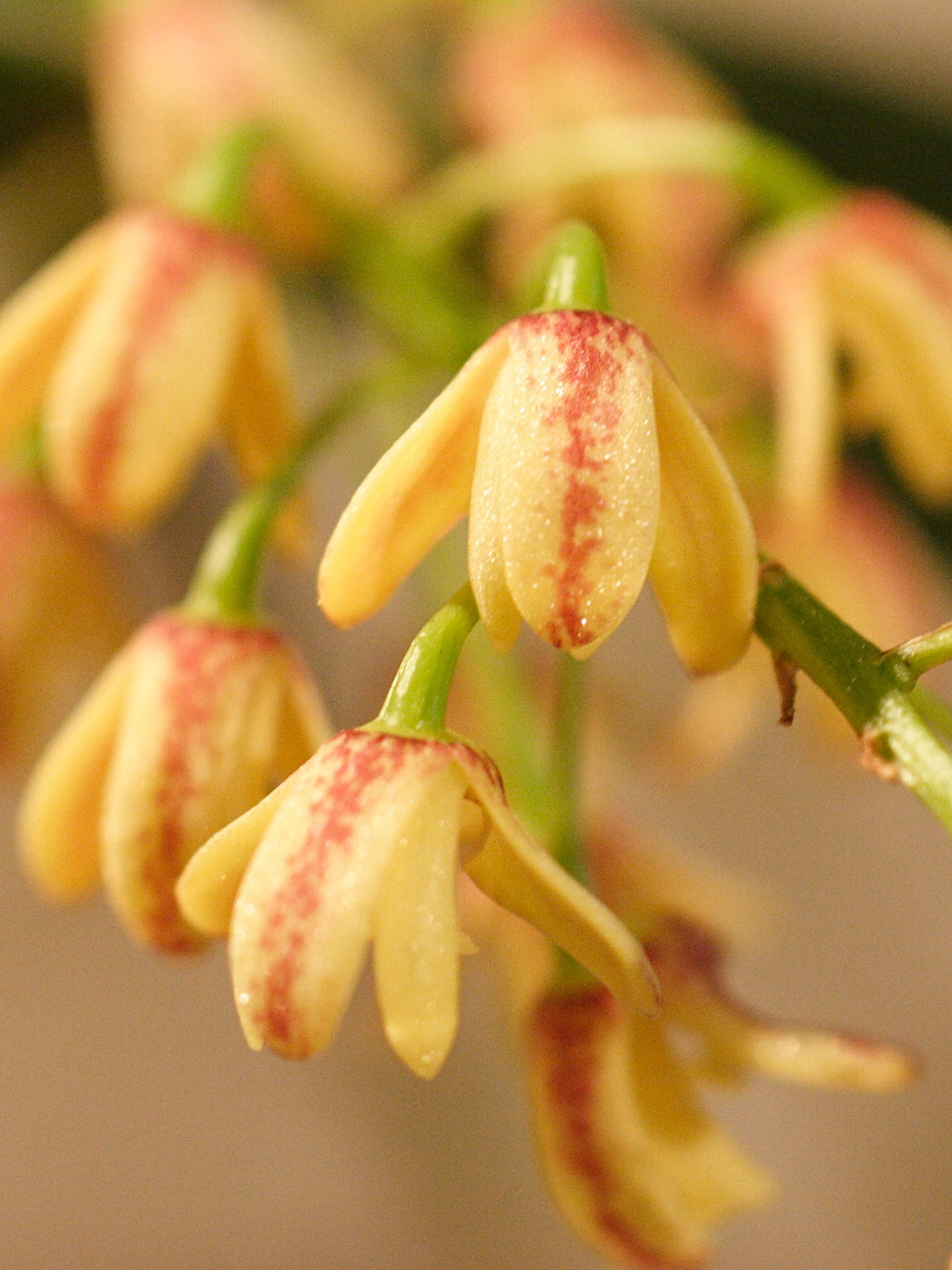 dendrobium_gracilicaule3md