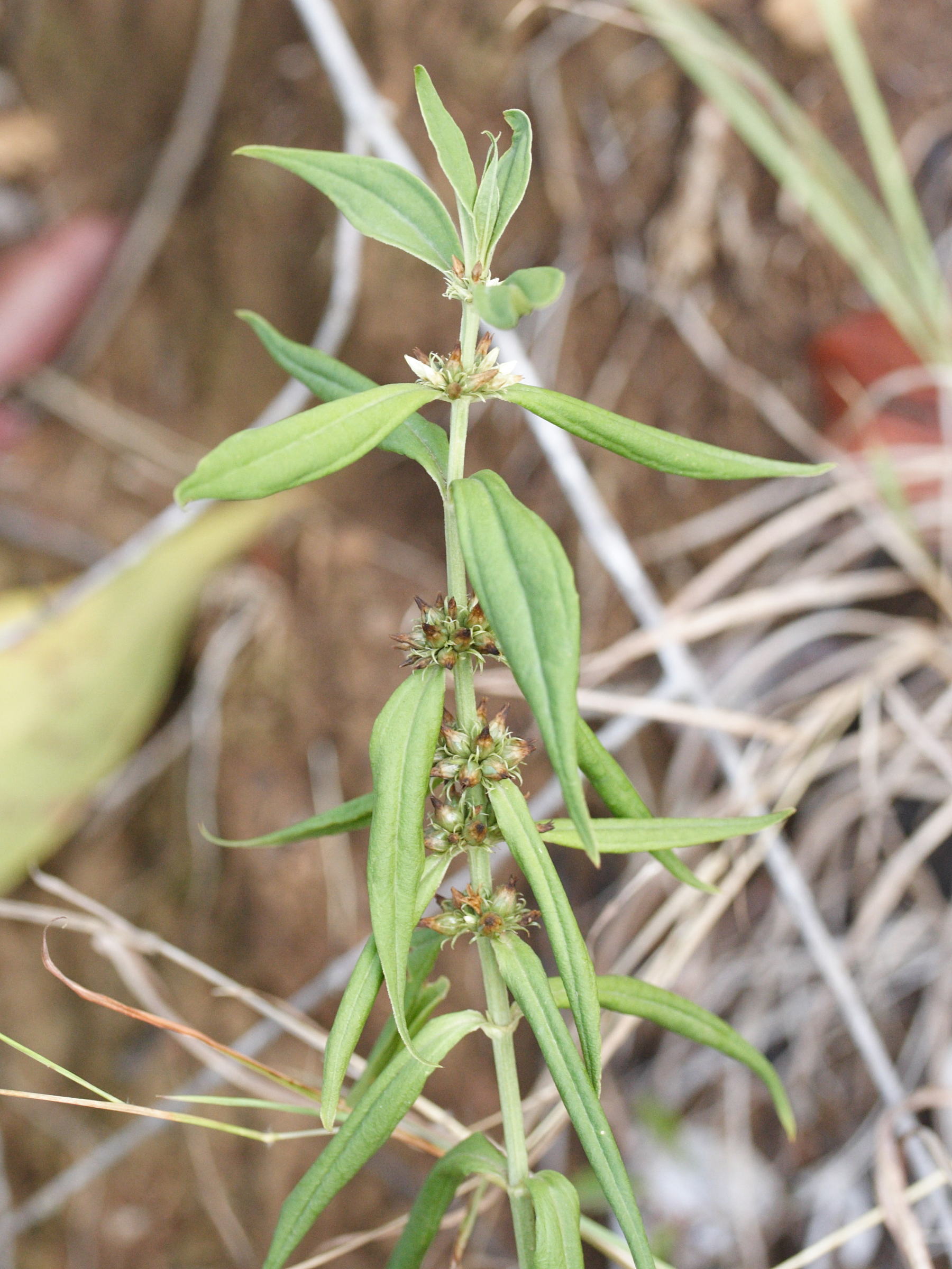 enicostema_verticillatum1md