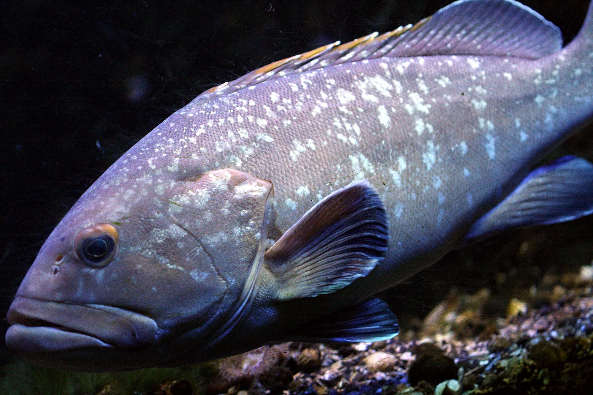 epinephelus_marginatus3bd