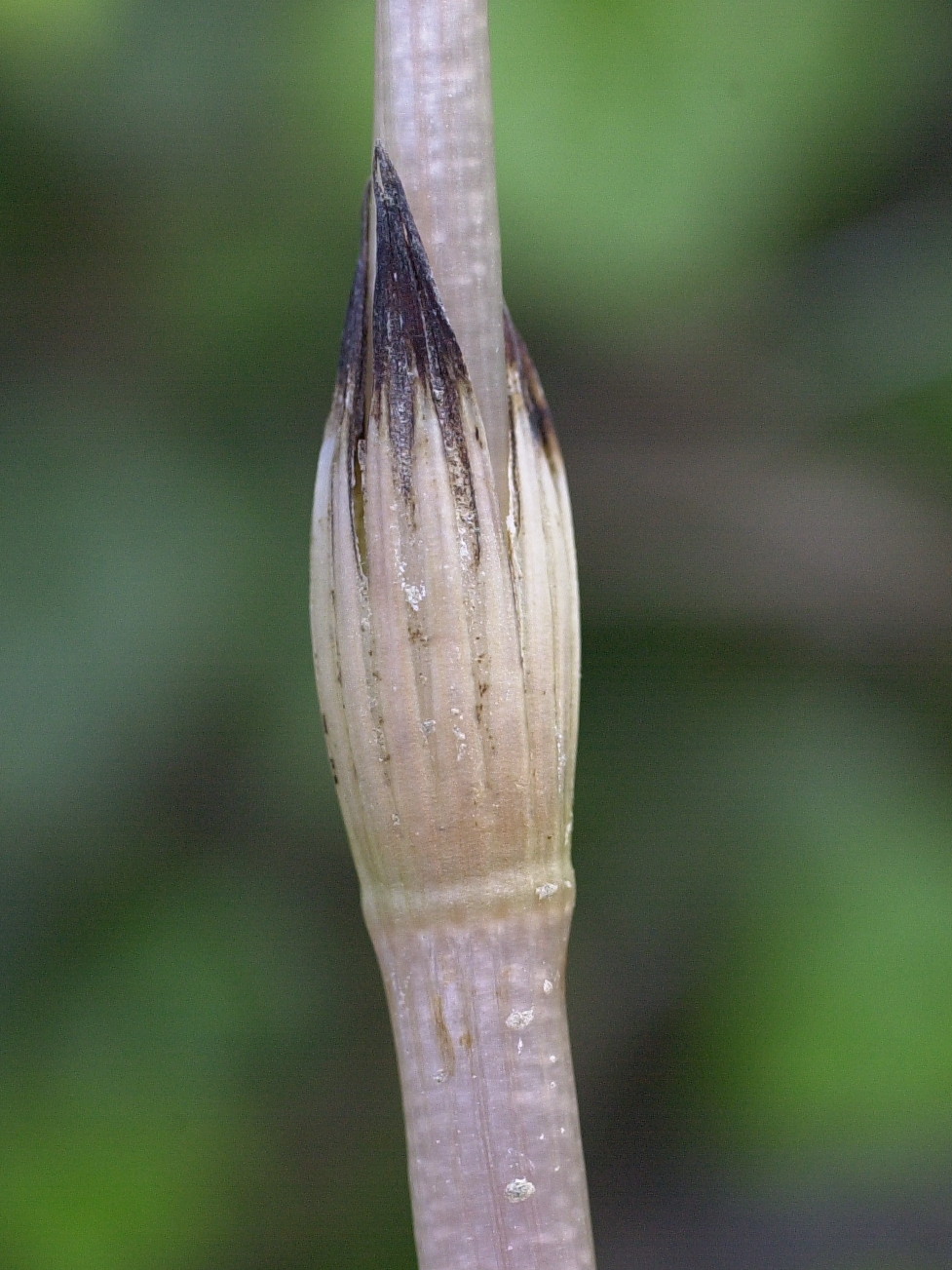 equisetum_arvense4bmd