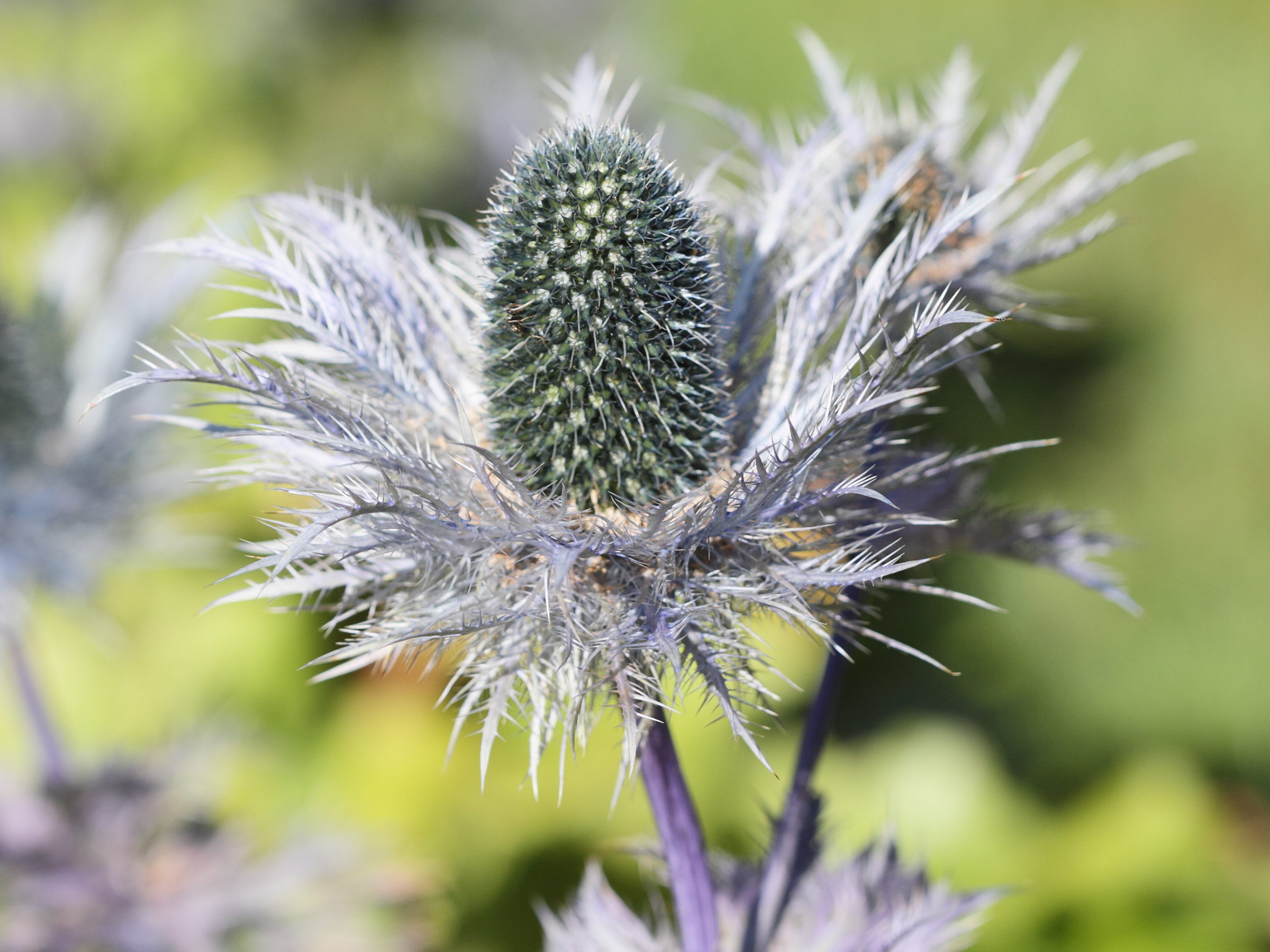 eryngium_alpinum4bd