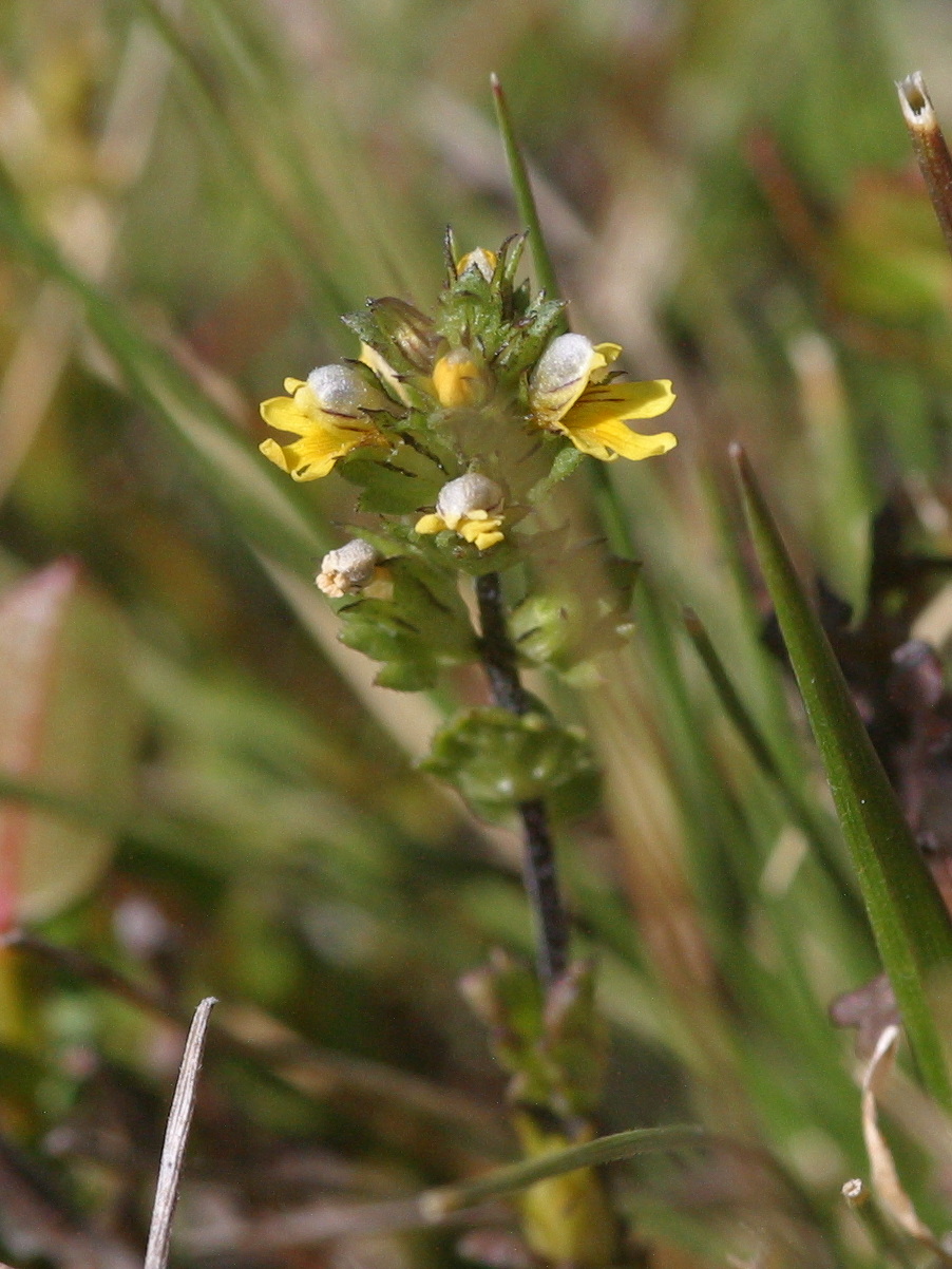 Afficher le média euphrasia_minima2md euphrasia_minima2md