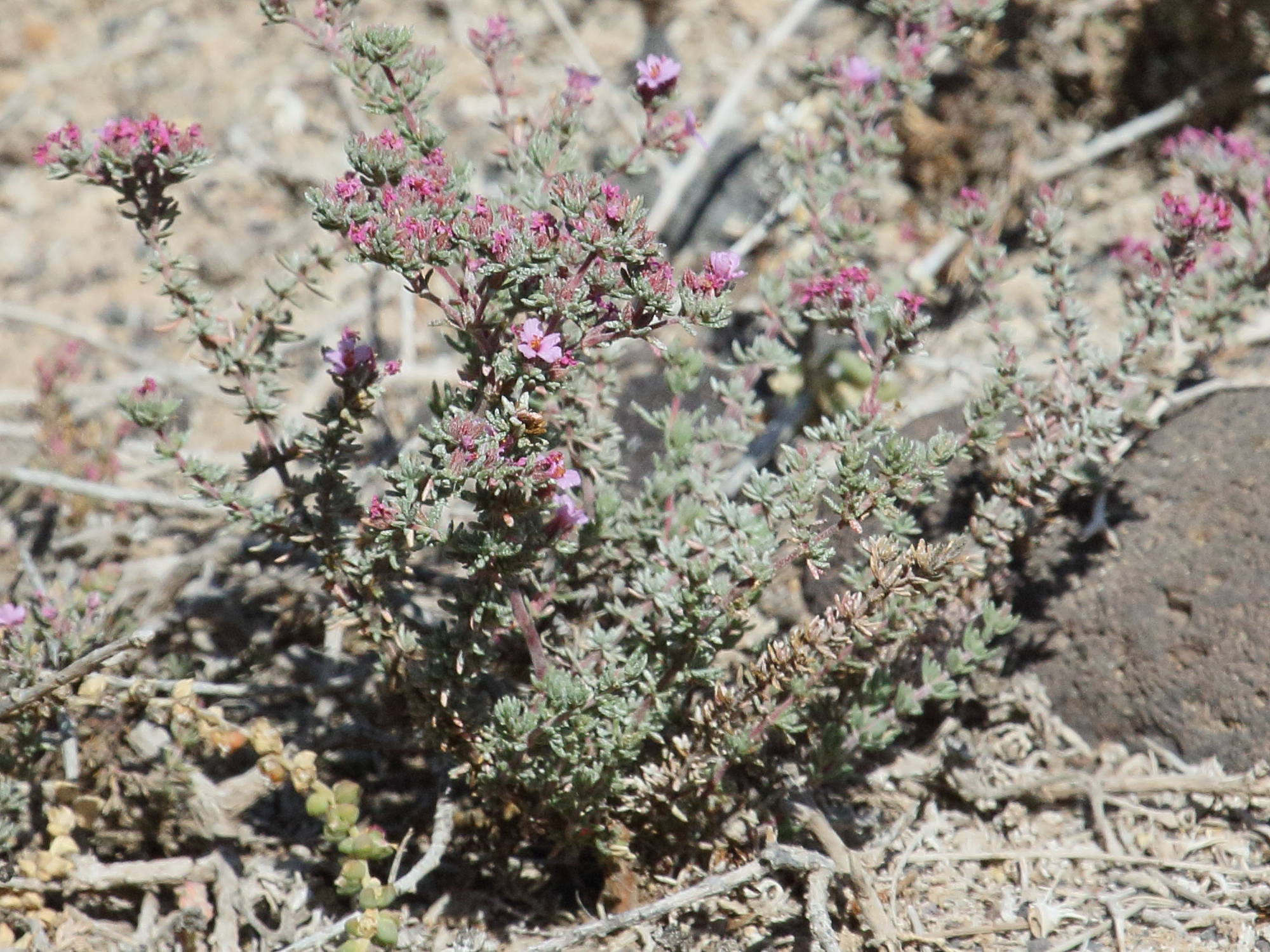 Afficher le média frankenia_hirsuta6bd frankenia_hirsuta6bd