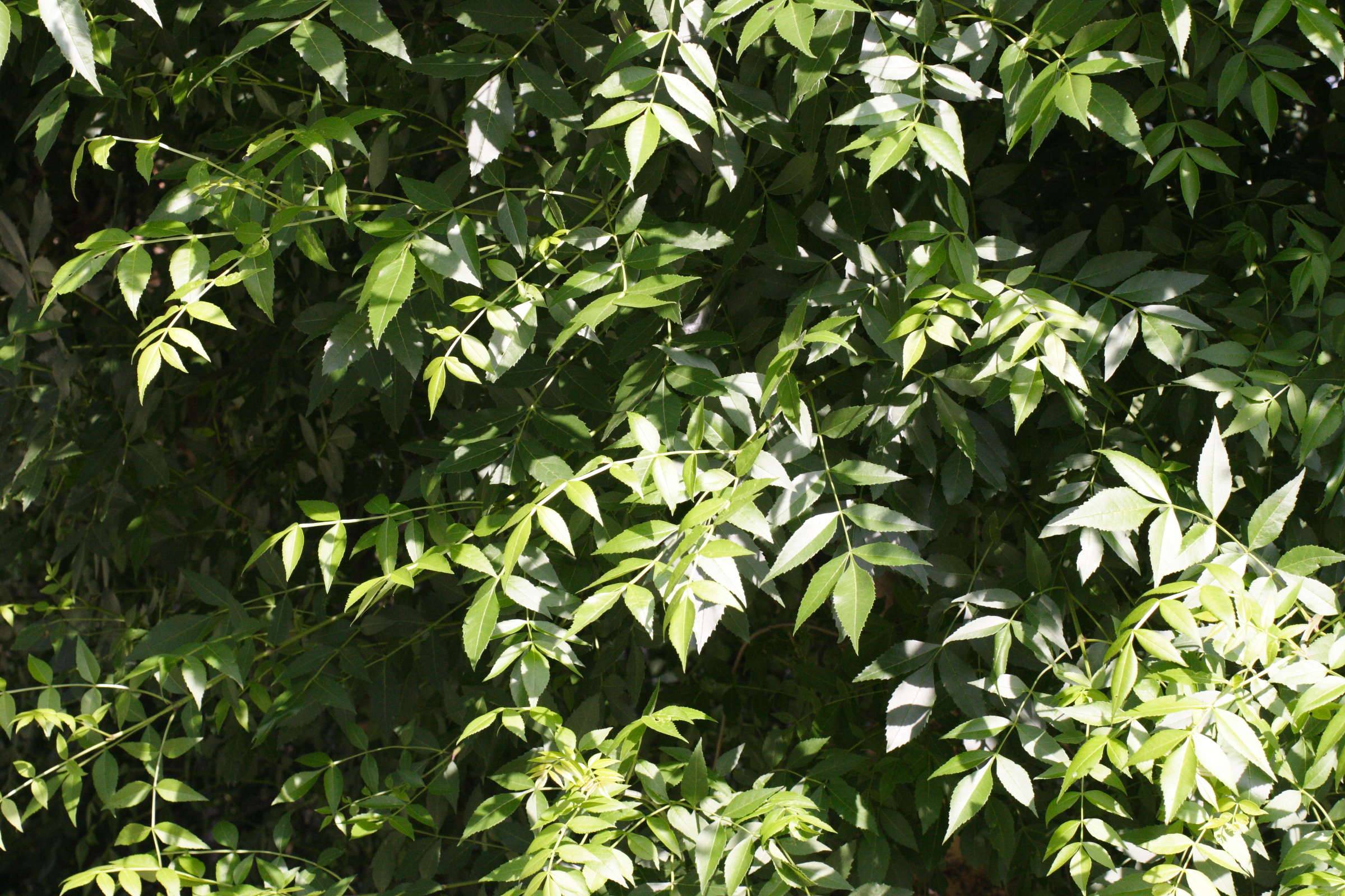 fraxinus_angustifolia2md