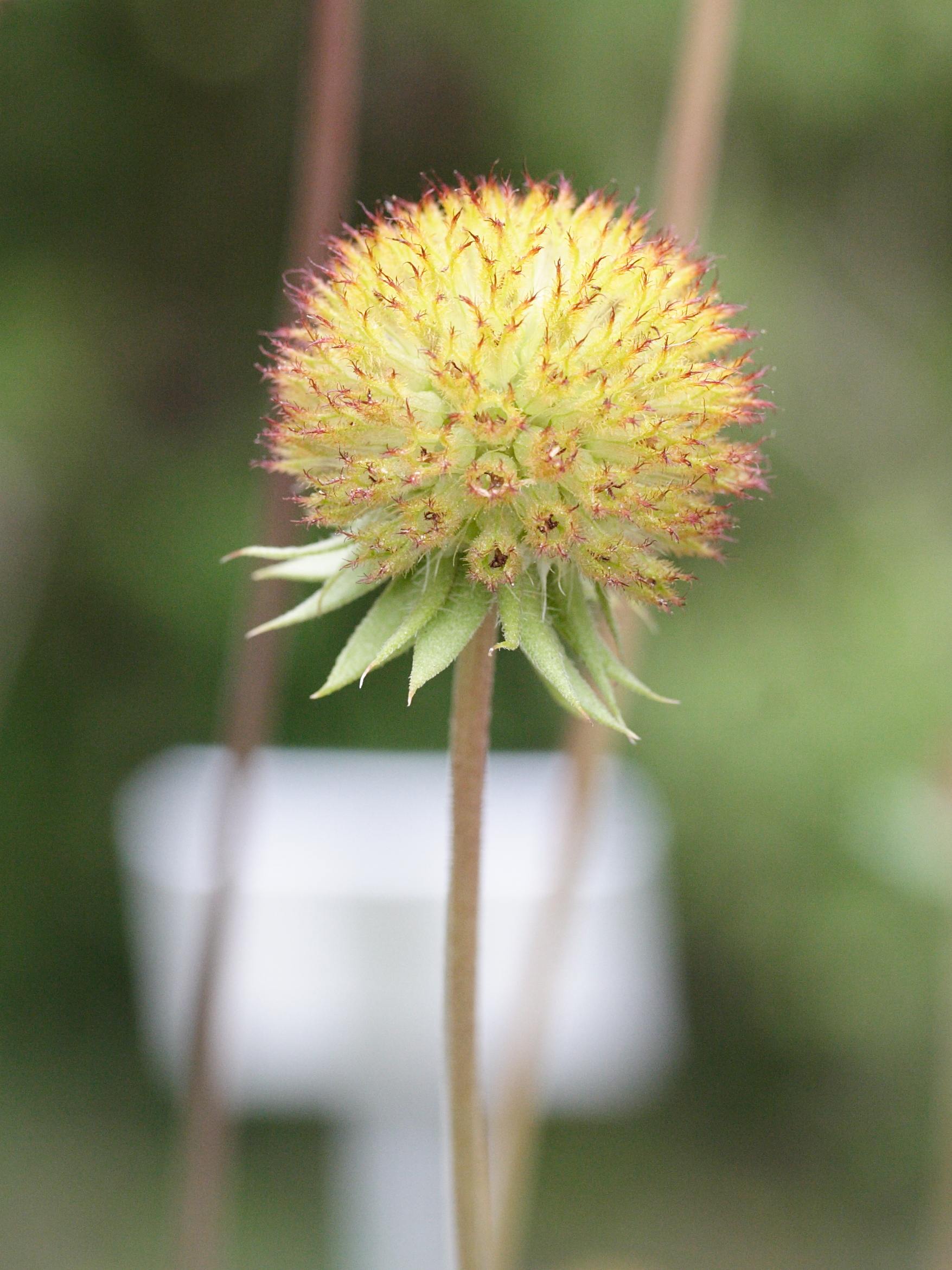 gaillardia_aristata2md