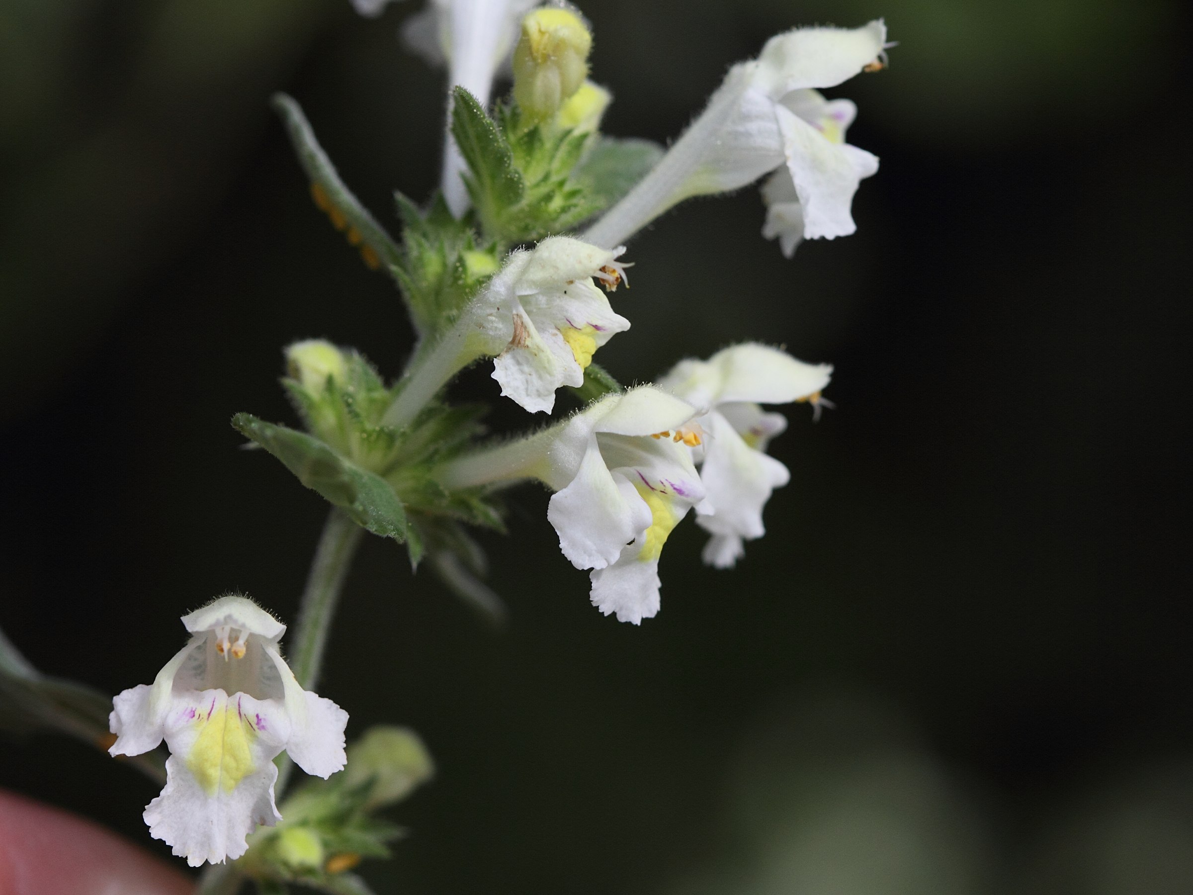 galeopsis_segetum3bd