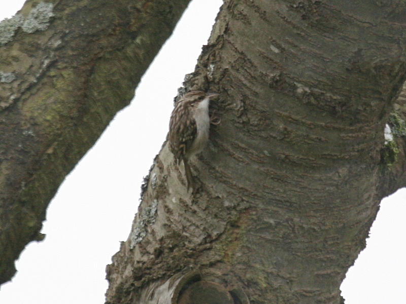 grimpereau_des_jardins_-_certhia_brachydactyla3bd