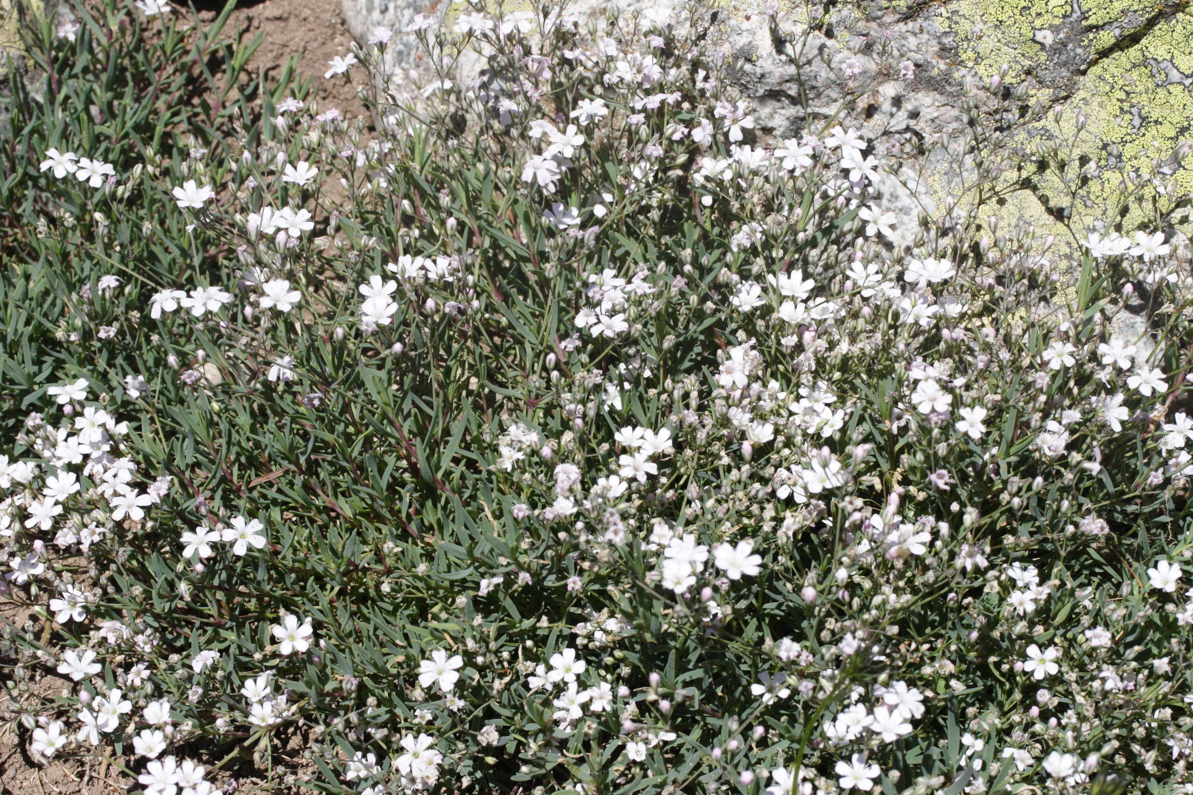 gypsophila_repens1md