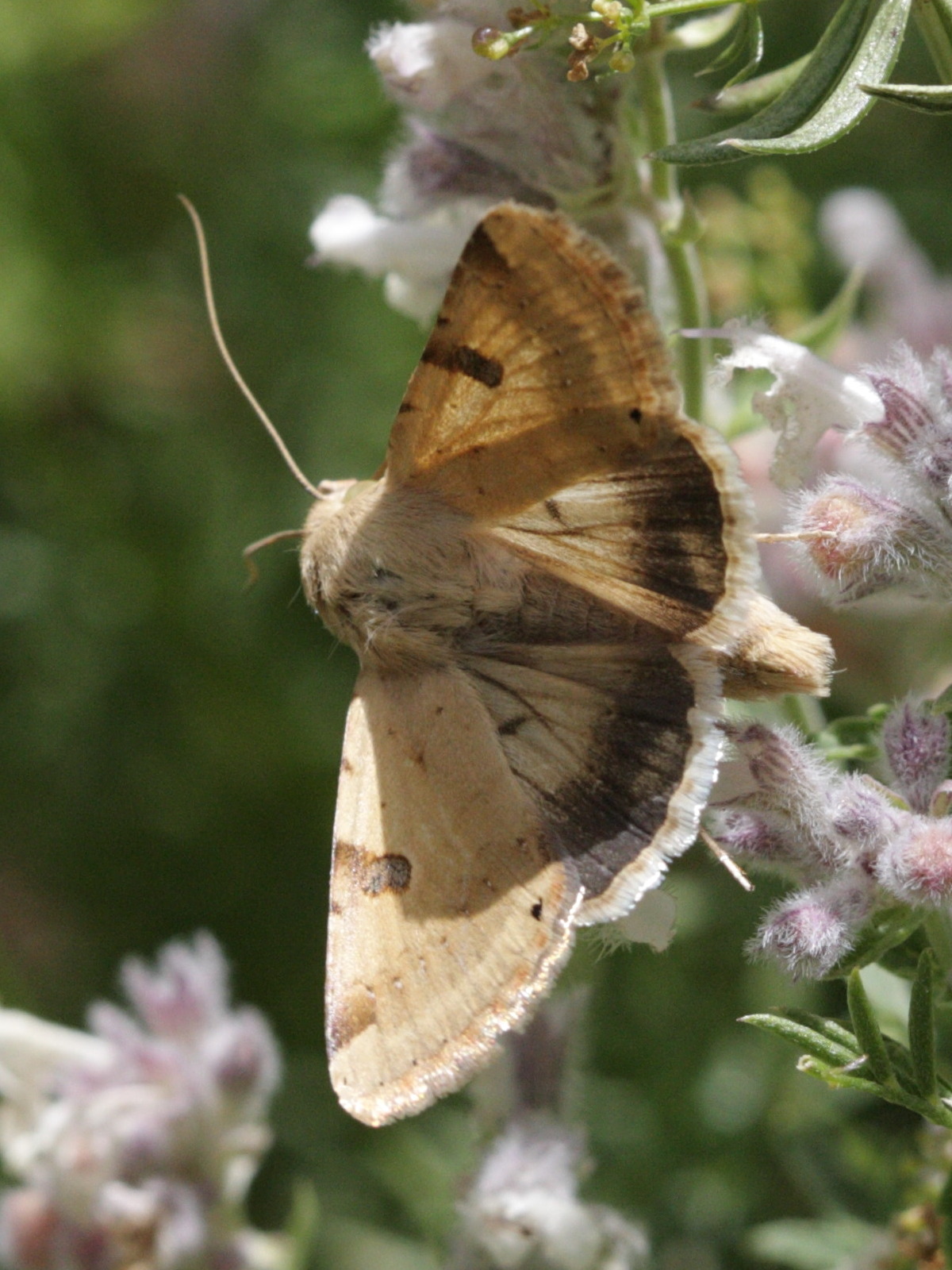 heliothis_peltigera1bd