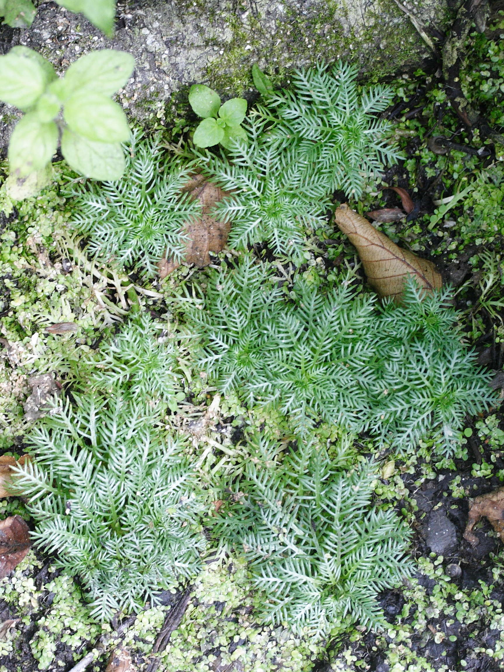 Afficher le média hottonia_palustris5md hottonia_palustris5md