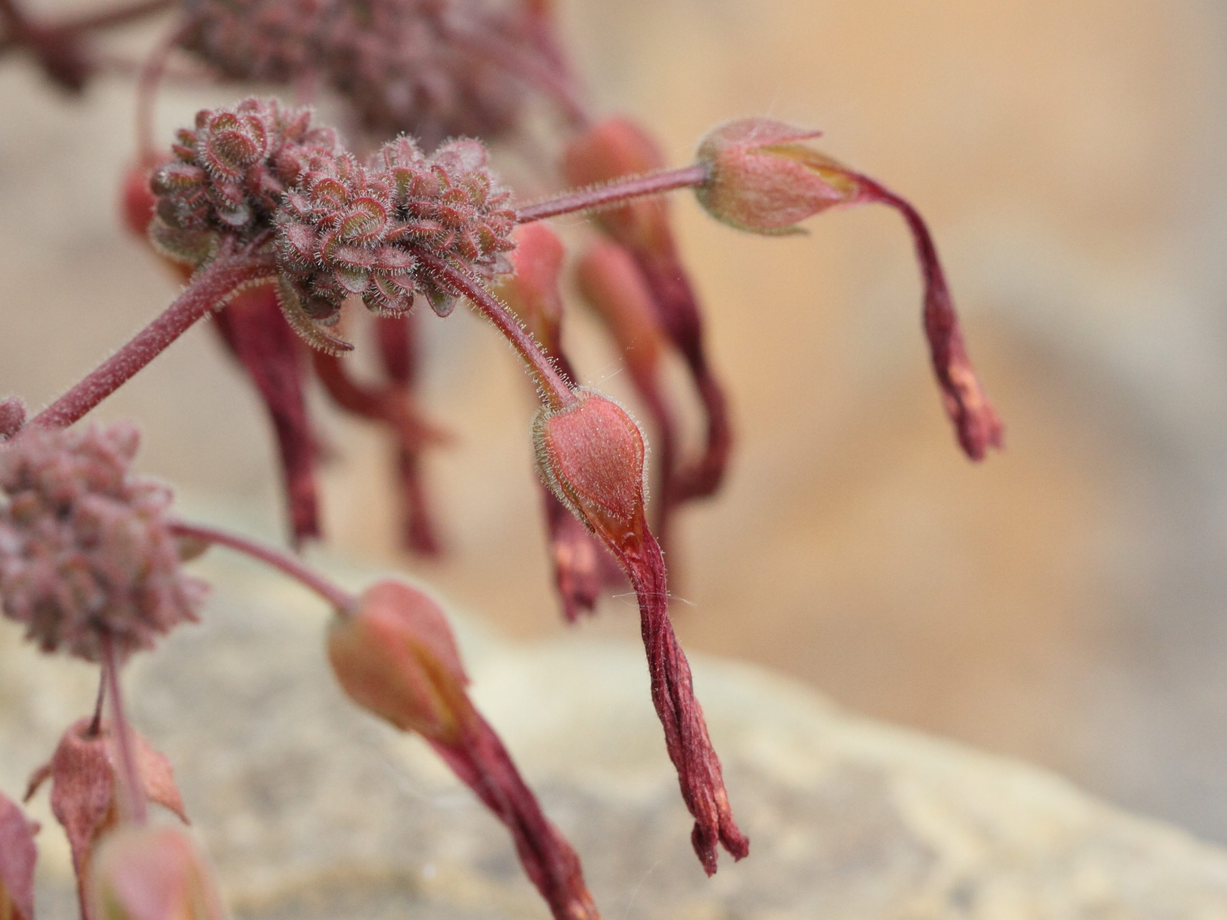 kalanchoe_rebmannii2bd