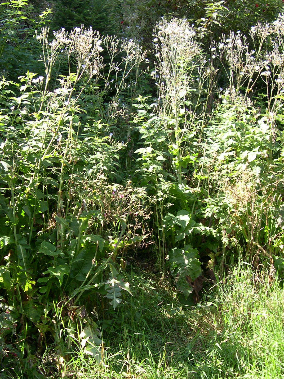 Afficher le média lactuca_plumieri5md lactuca_plumieri5md