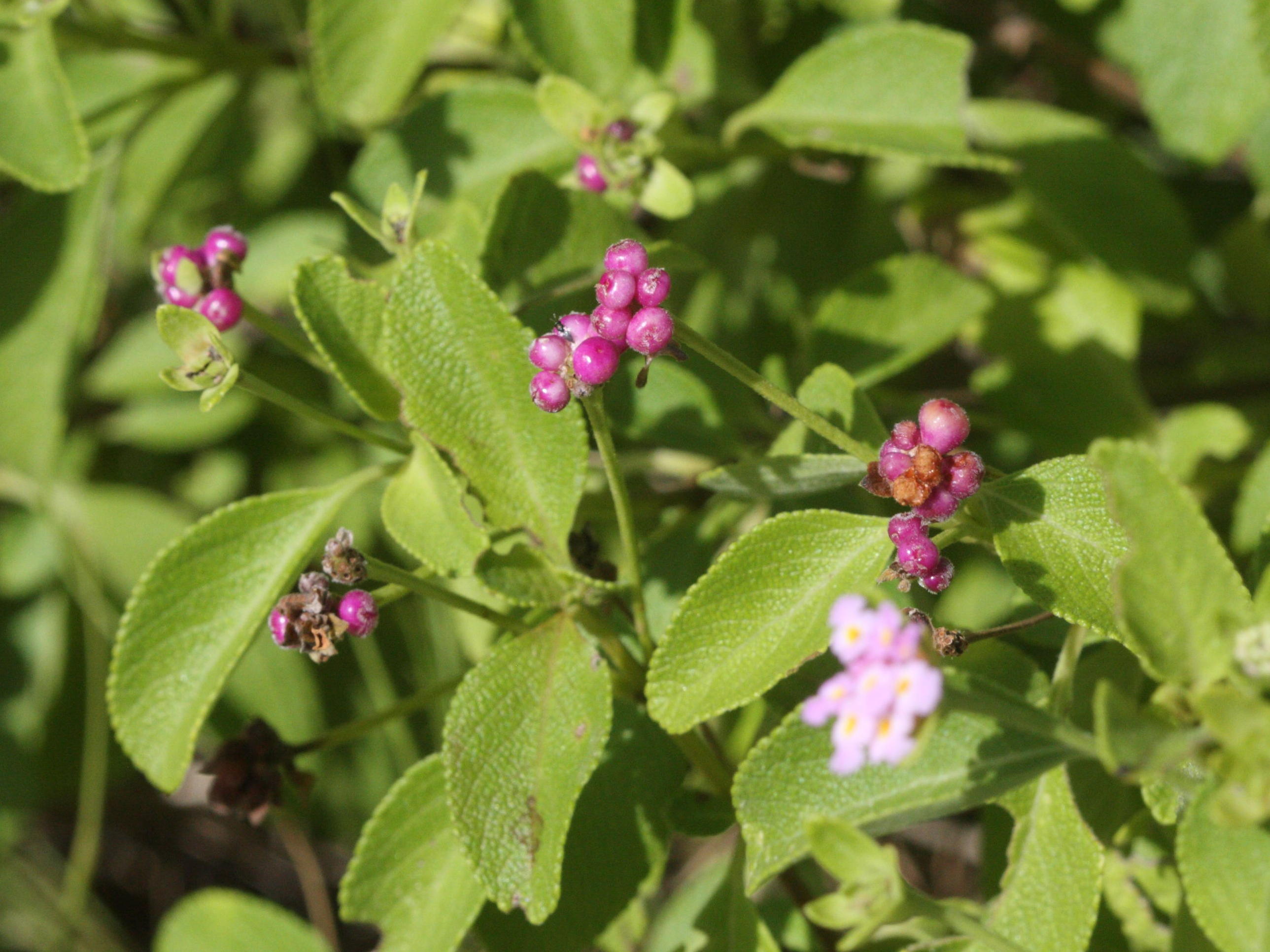 lantana_involucrata2md